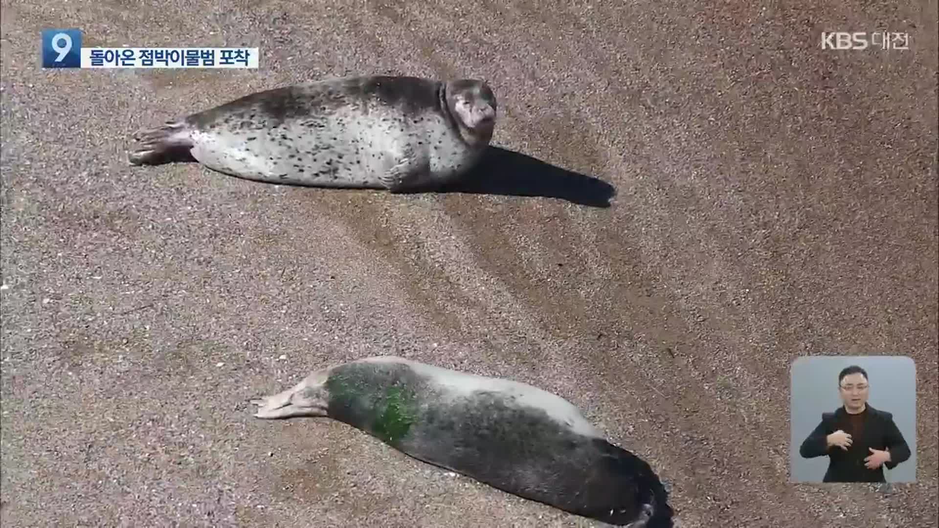 천연기념물 ‘점박이물범’ 가로림만서 포착