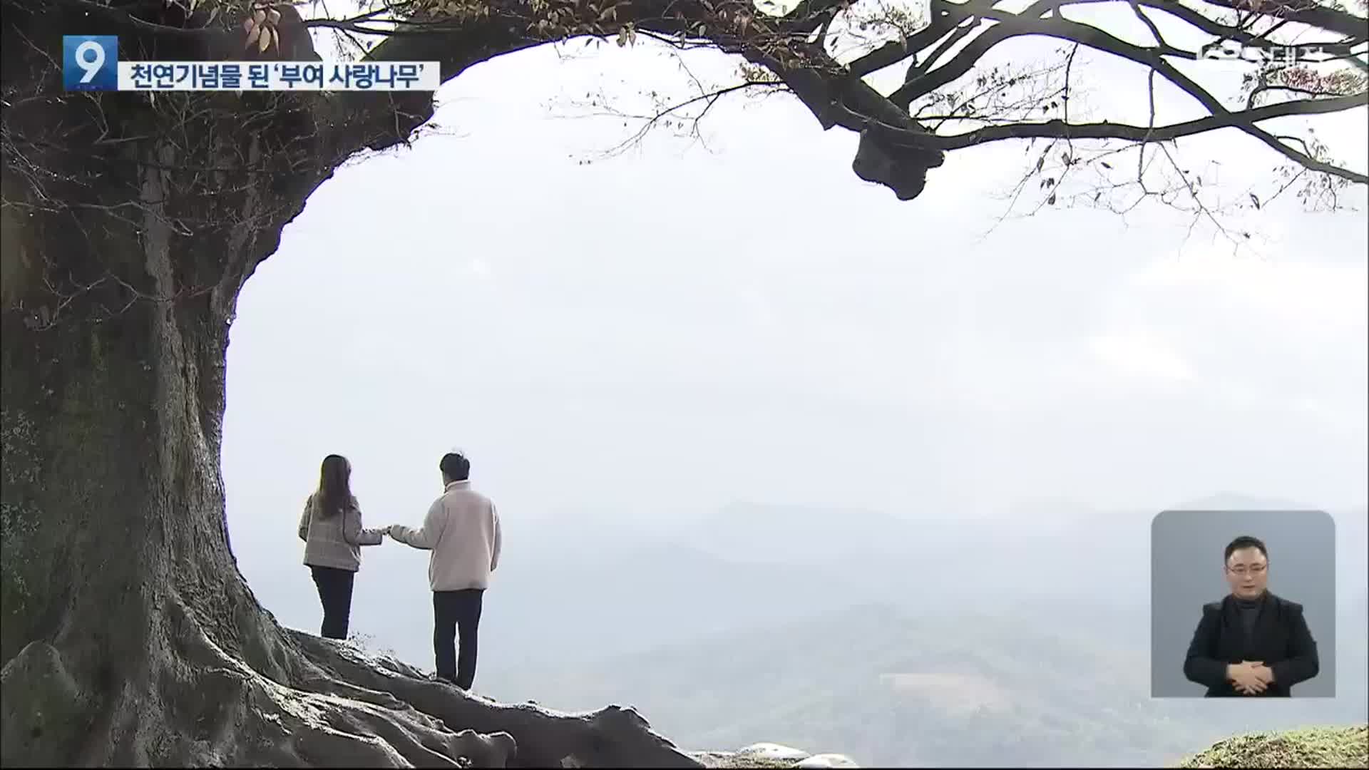 인생샷 명소 ‘부여 사랑나무’ 천연기념물 지정