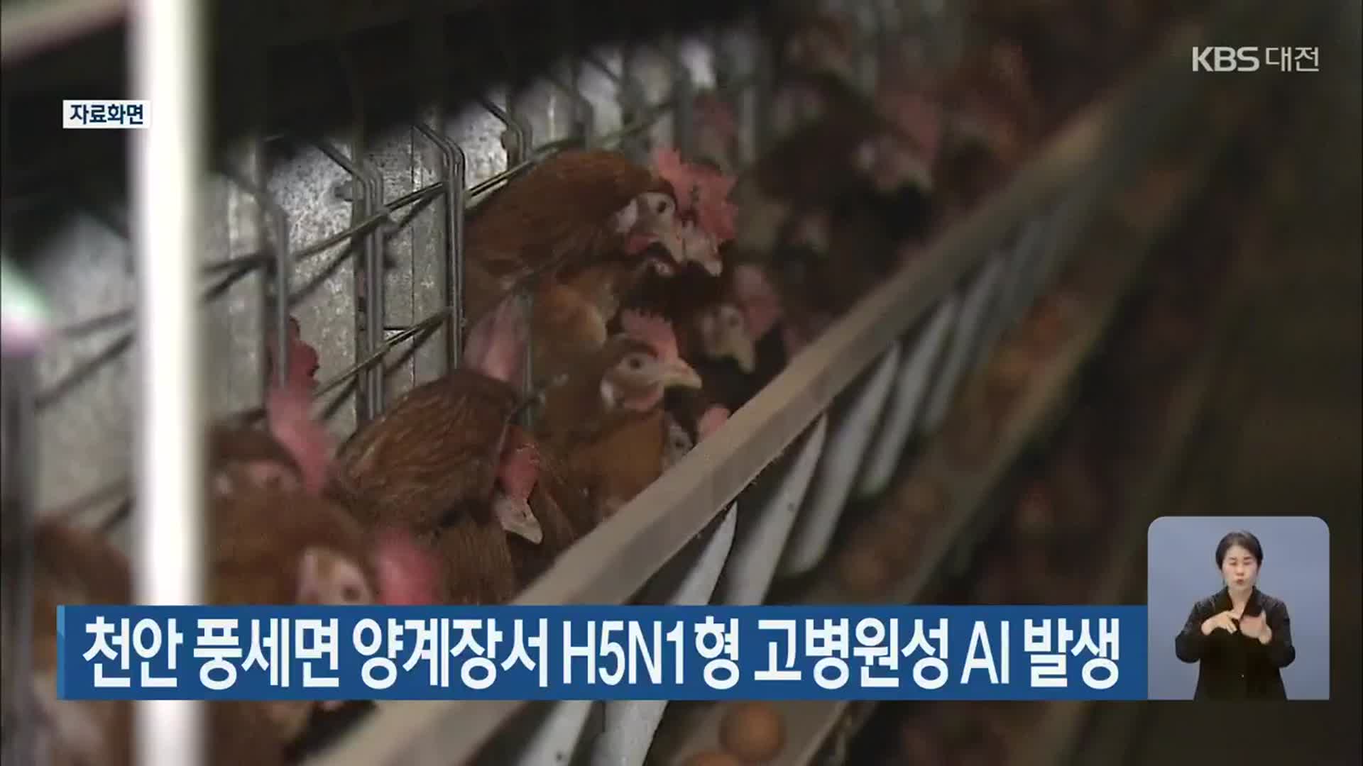 천안 풍세면 양계장서 H5N1형 고병원성 AI 발생