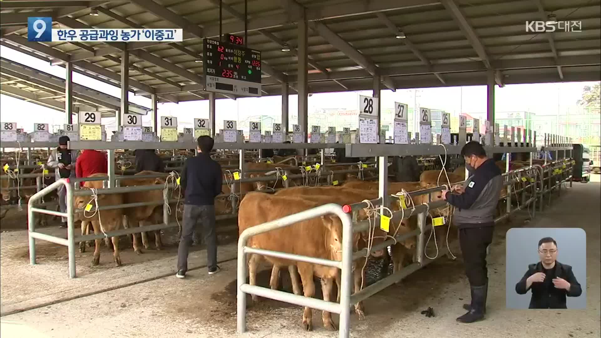 소값 파동 우려에 수급 관리까지…농가는 ‘이중고’