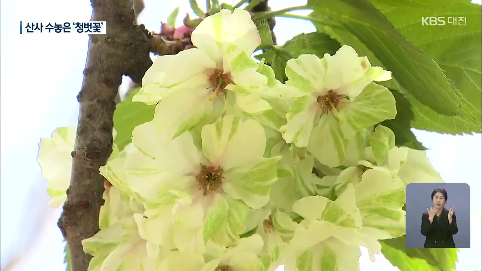 국내 유일 청벚꽃 활짝…후계목들도 첫 개화