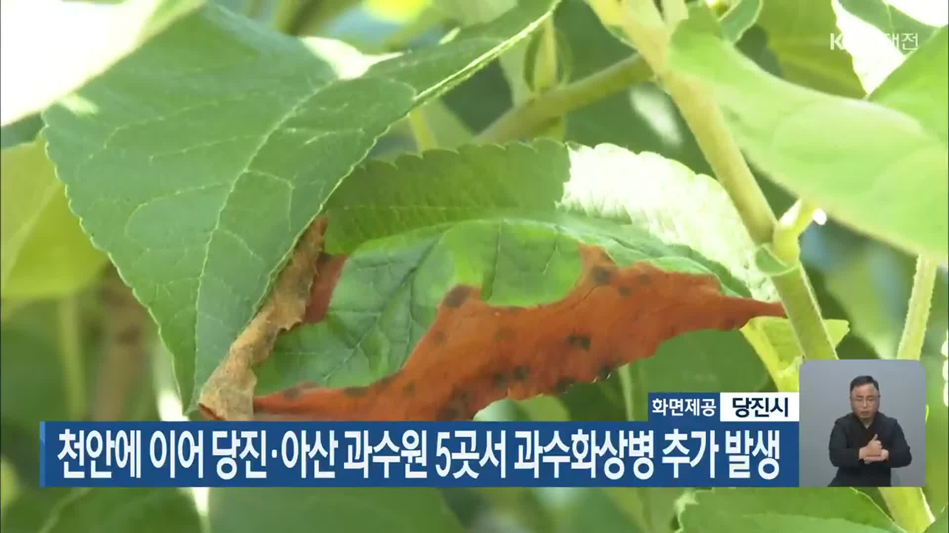천안에 이어 당진·아산 과수원 5곳서 과수화상병 추가 발생