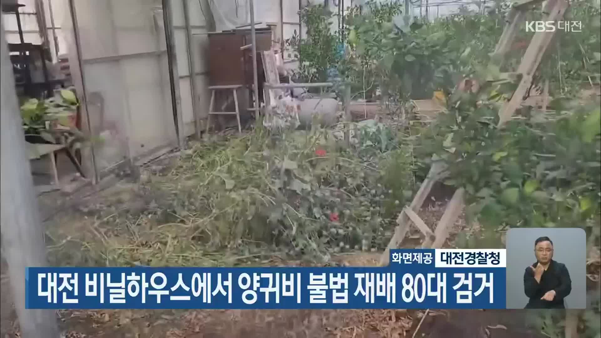대전 비닐하우스에서 양귀비 불법 재배 80대 검거