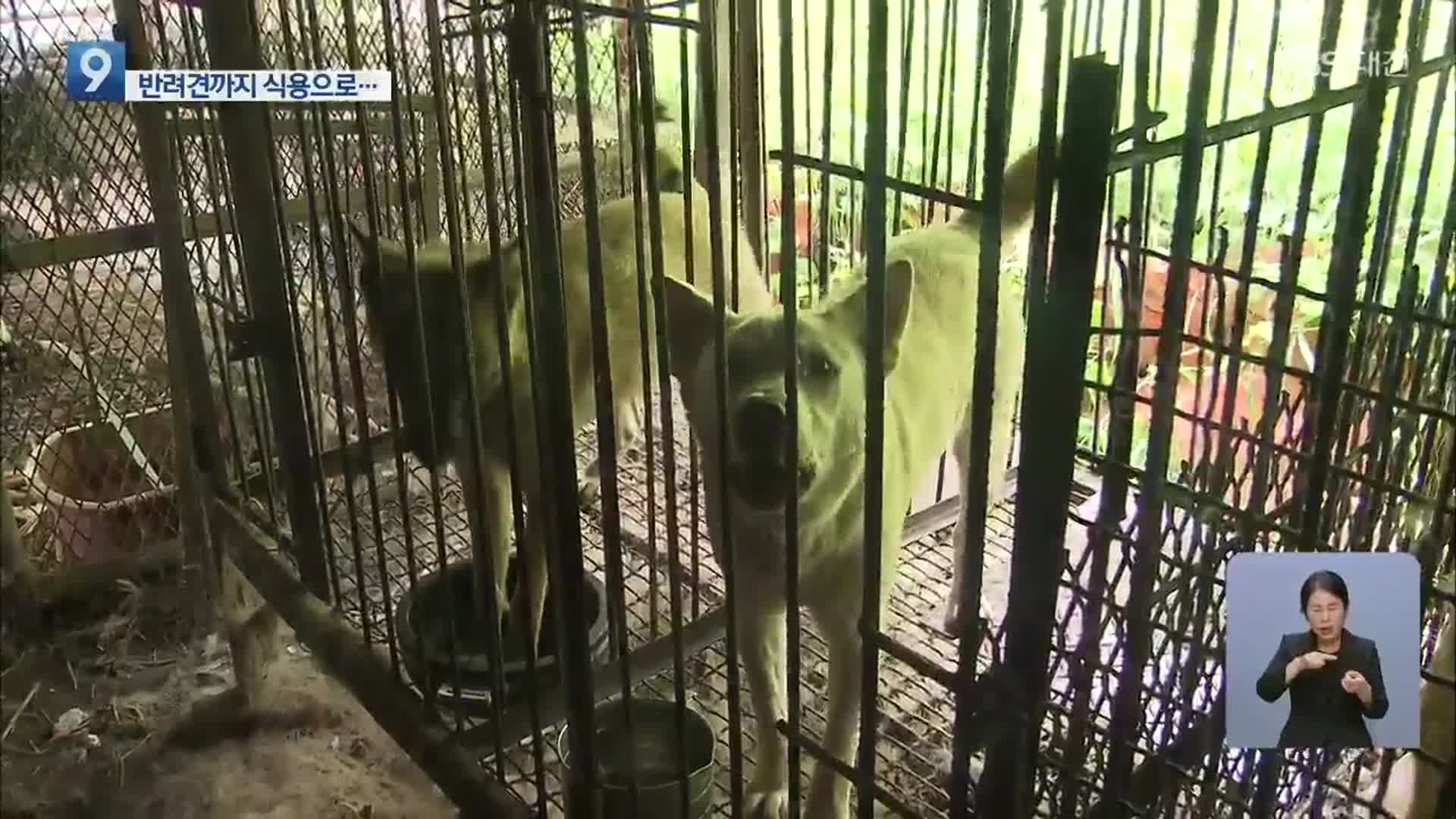 반려견까지 ‘식용’으로…‘불법 개 도축장’ 적발