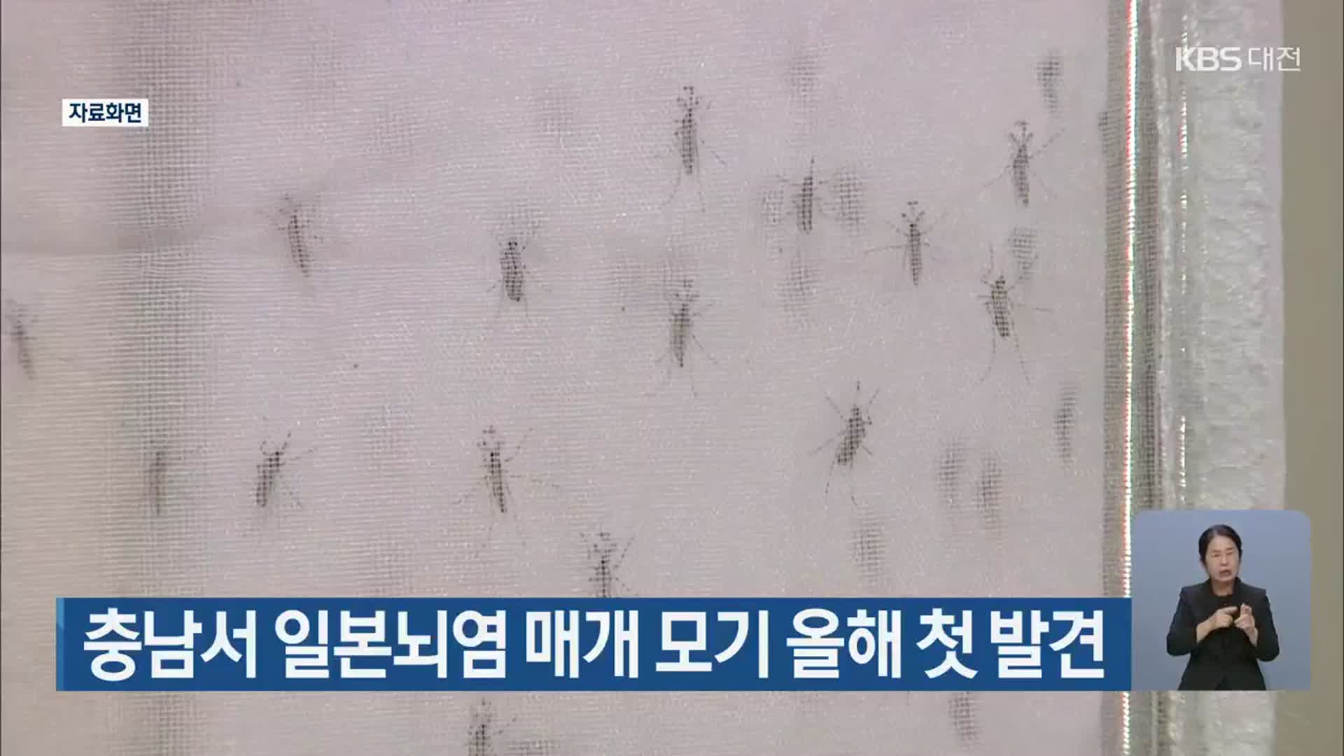 충남서 일본뇌염 매개 모기 올해 첫 발견