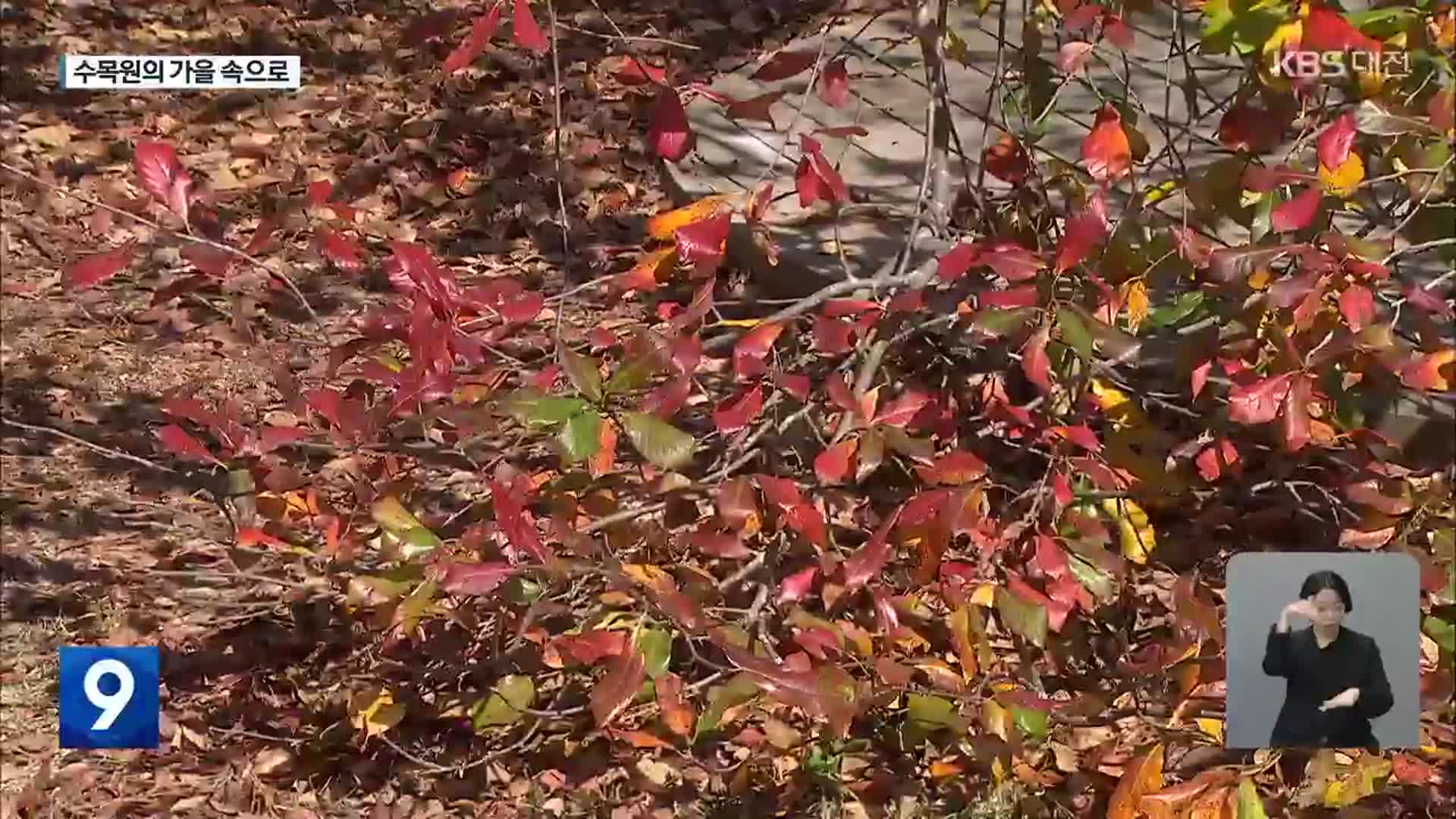 미리 만난 ‘이색 단풍’…깊어가는 수목원의 가을