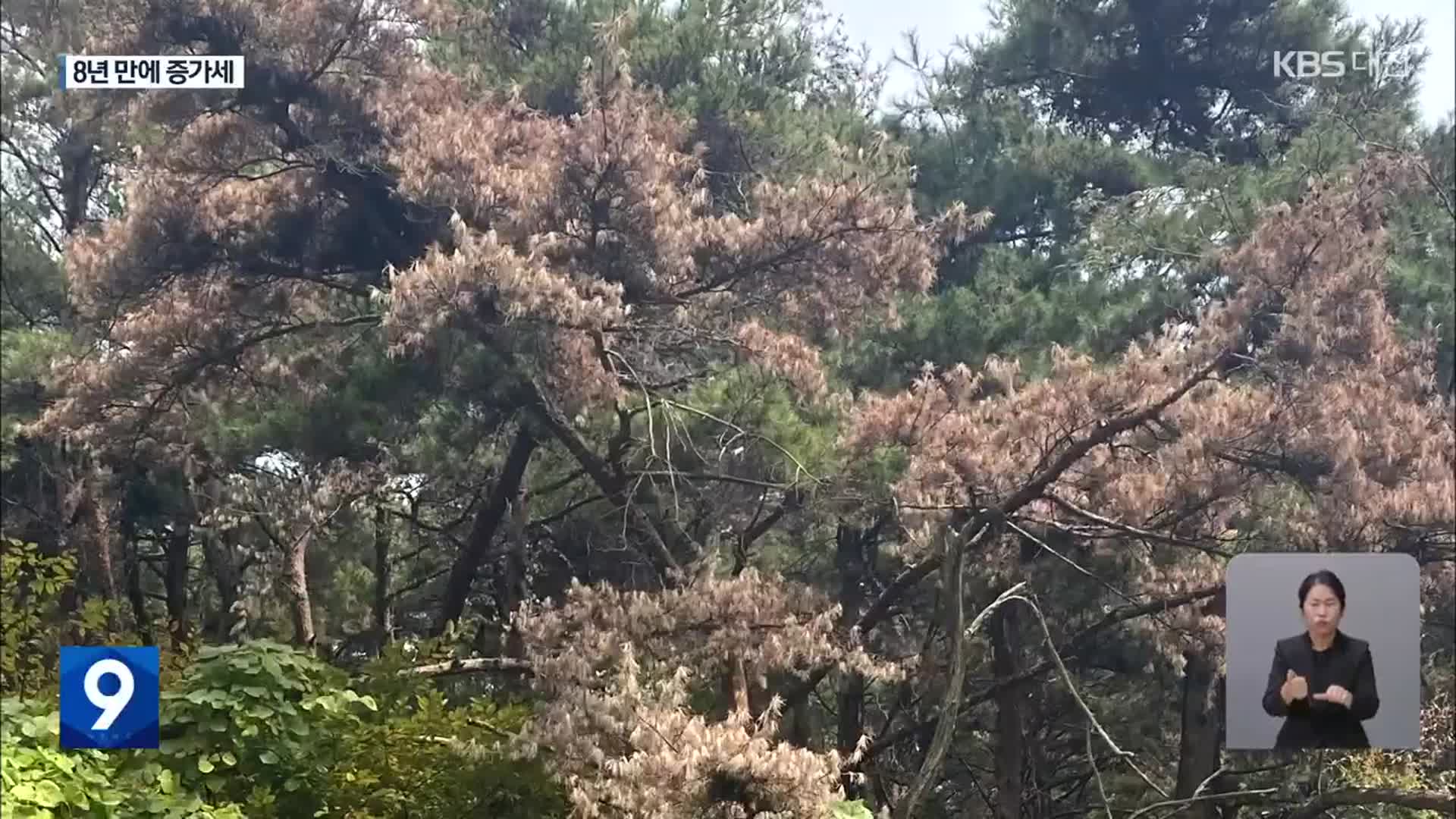 ‘소나무재선충병’ 충남서 확산