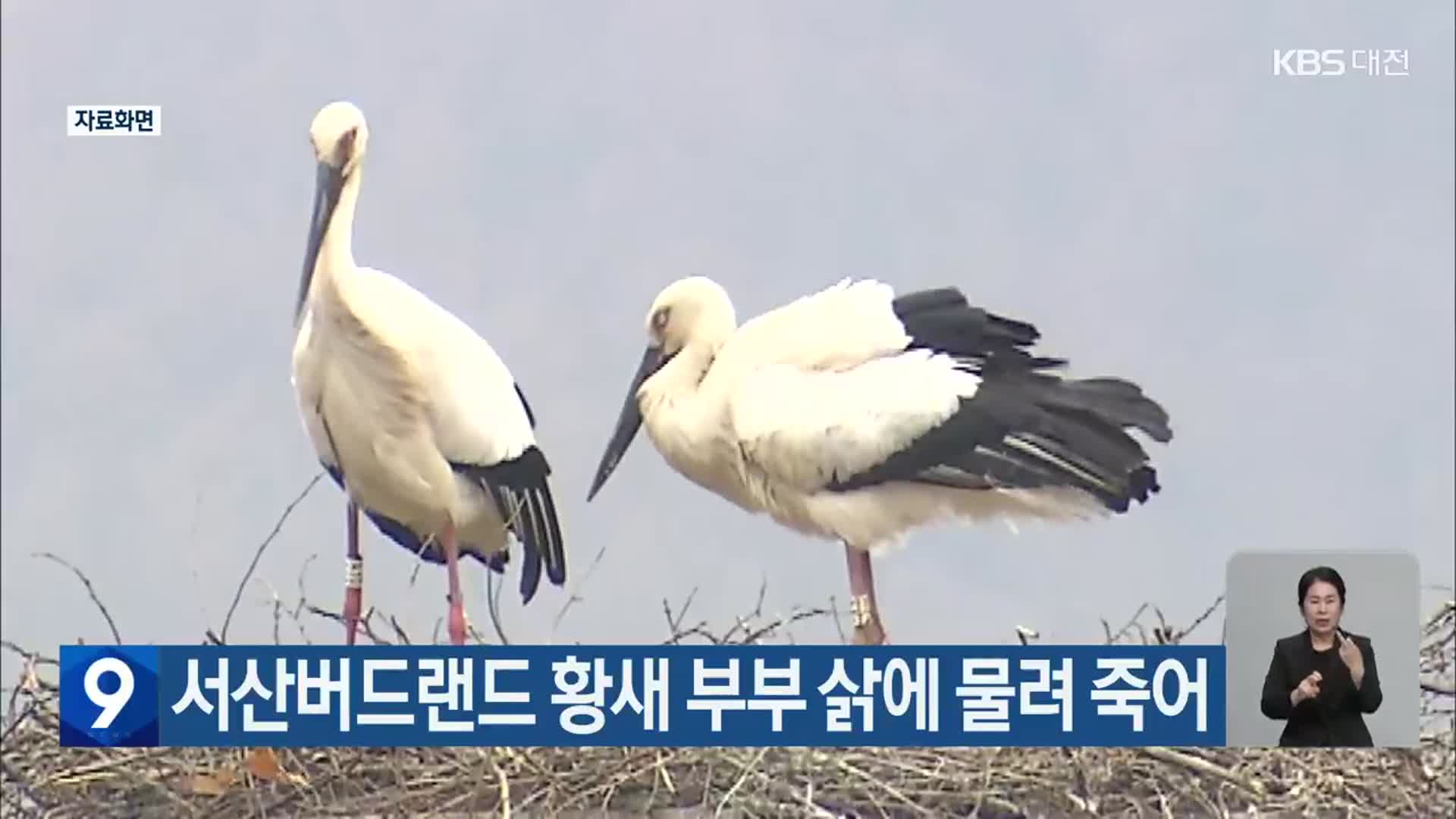 서산버드랜드 황새 부부 삵에 물려 죽어