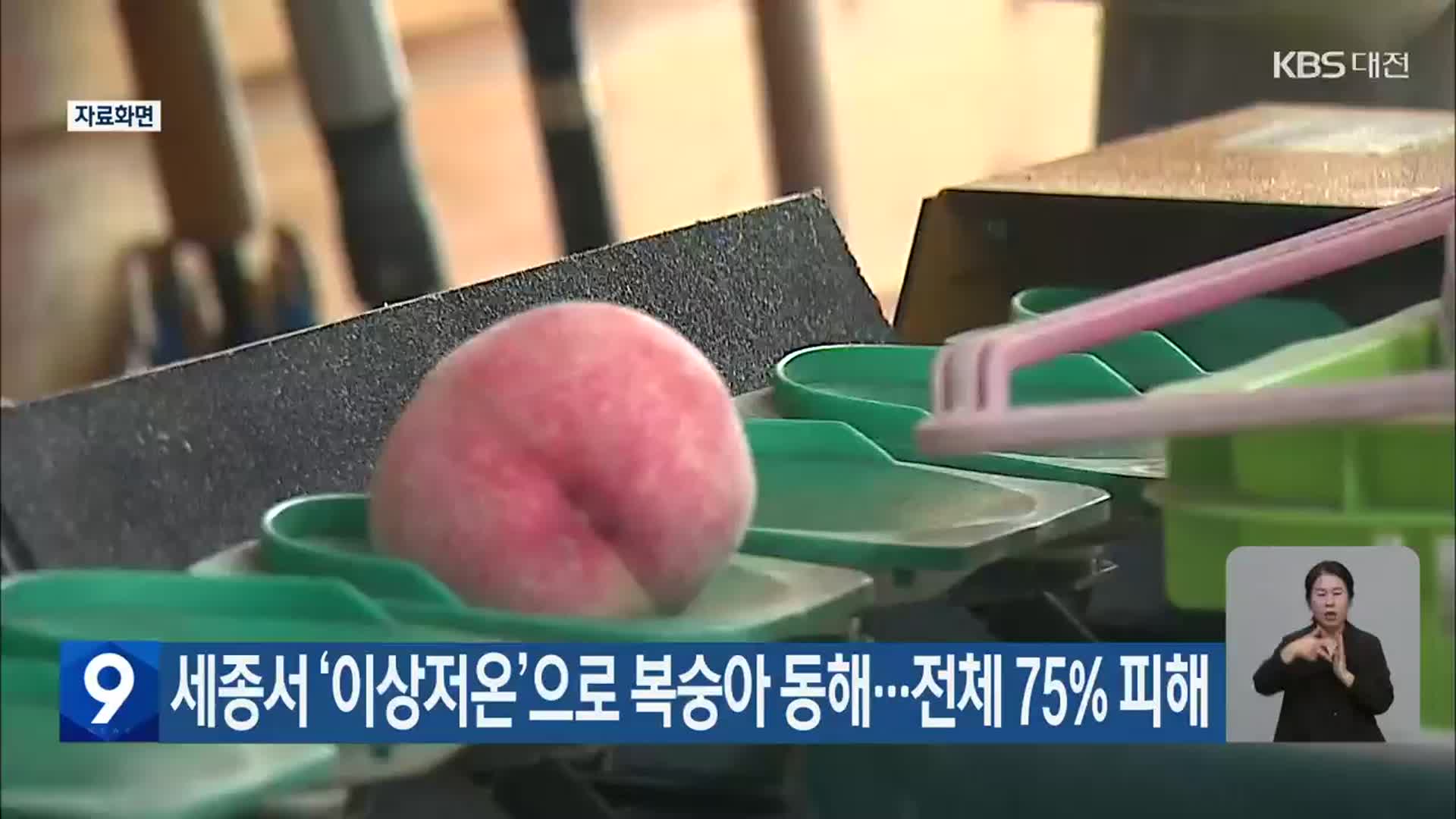 세종서 ‘이상저온’으로 복숭아 동해…전체 75% 피해