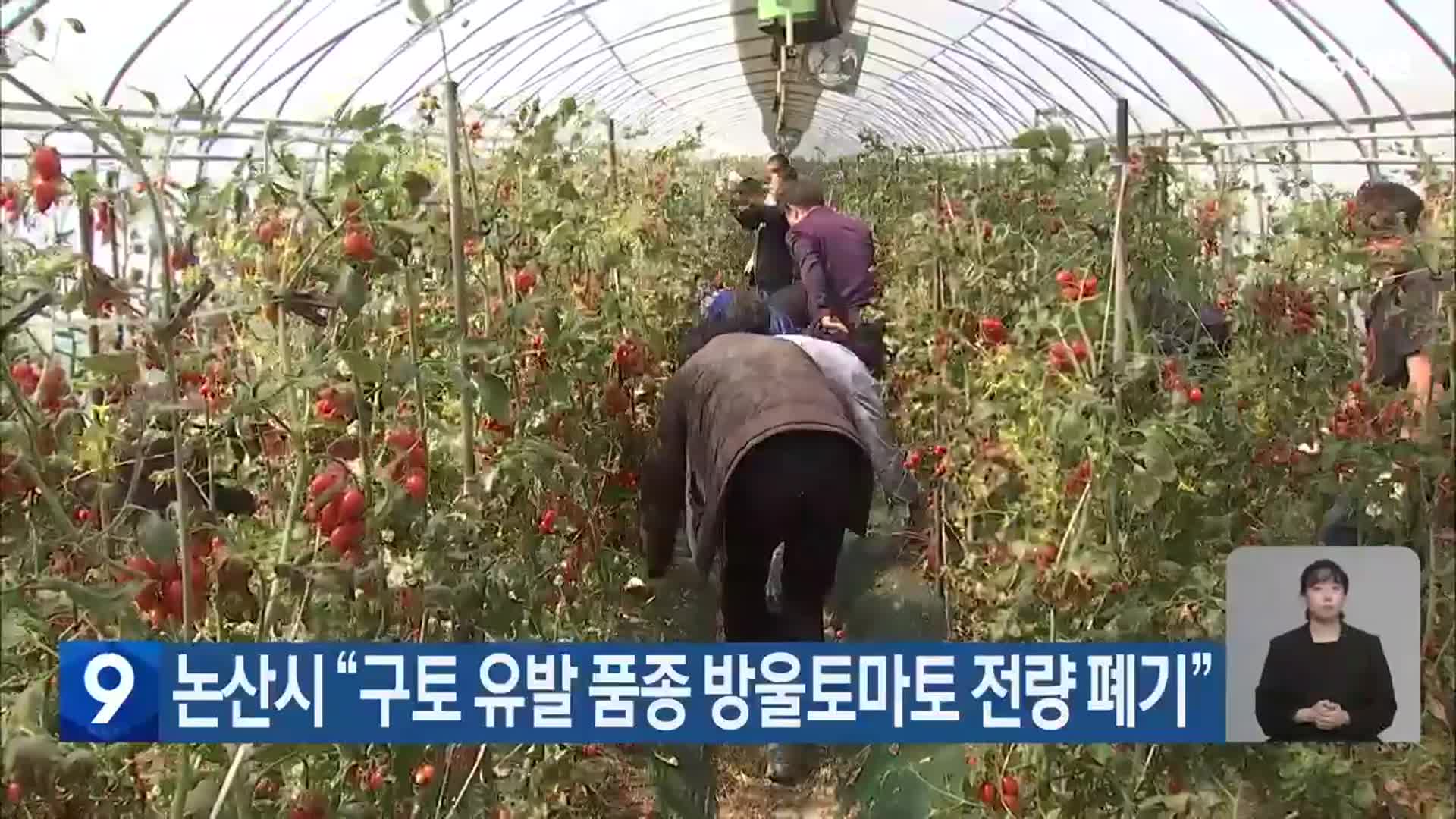 논산시 “구토 유발 품종 방울토마토 전량 폐기”