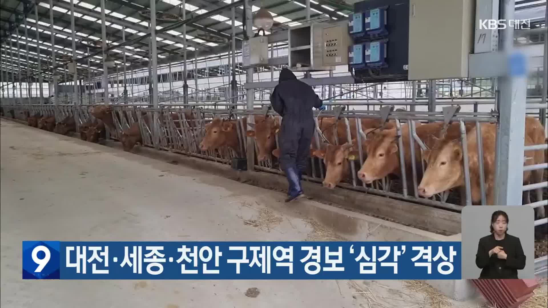 대전·세종·천안 구제역 경보 ‘심각’ 격상