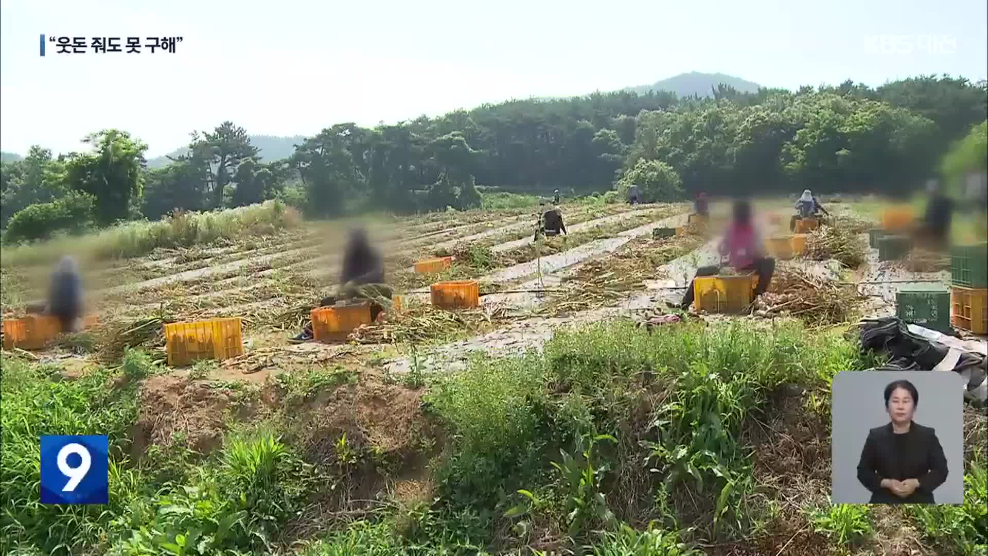 살인까지 부른 농촌 인력난…“‘마늘 수확기’ 일손 없어요”