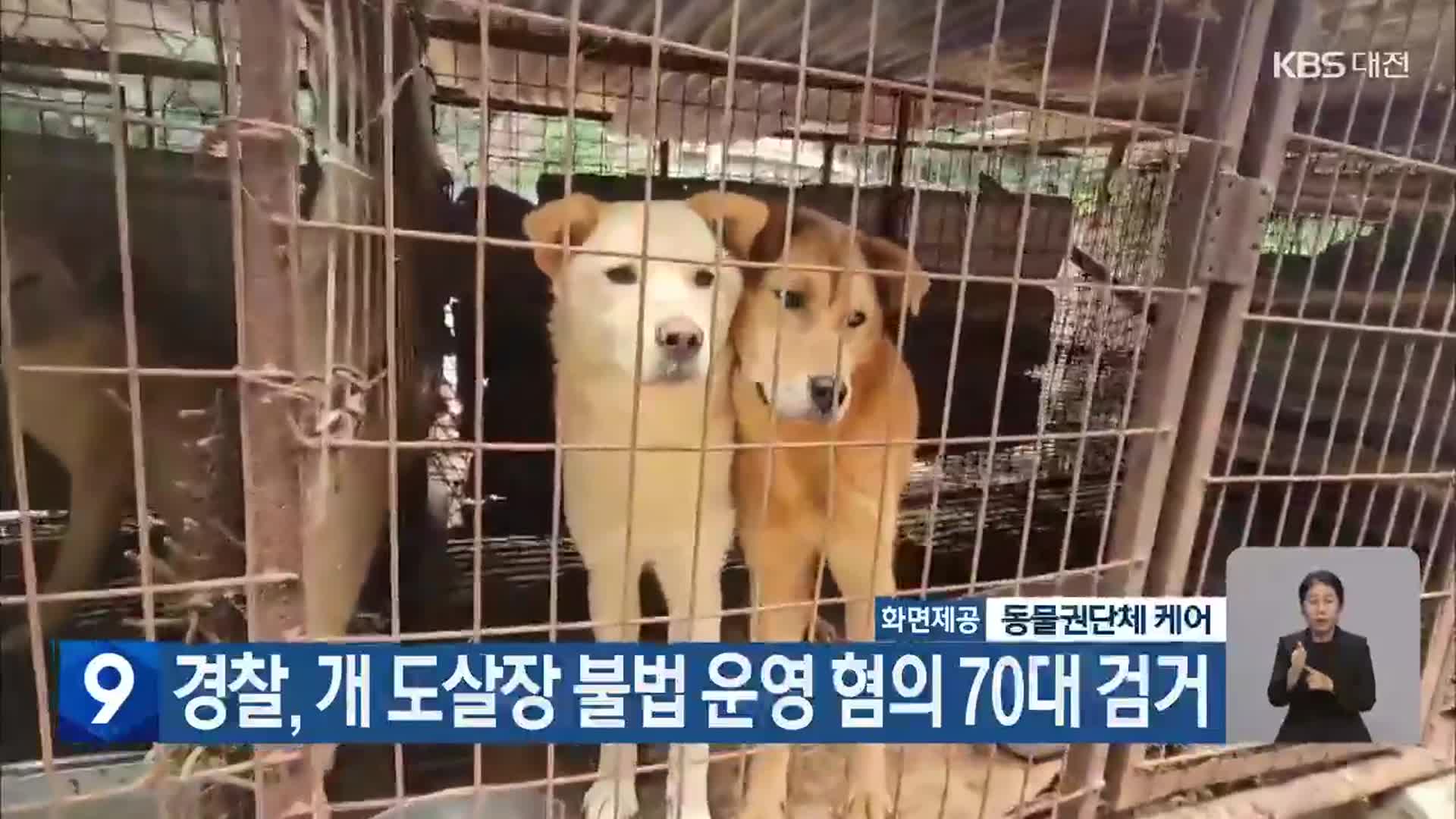 경찰, 개 도살장 불법 운영 혐의 70대 검거