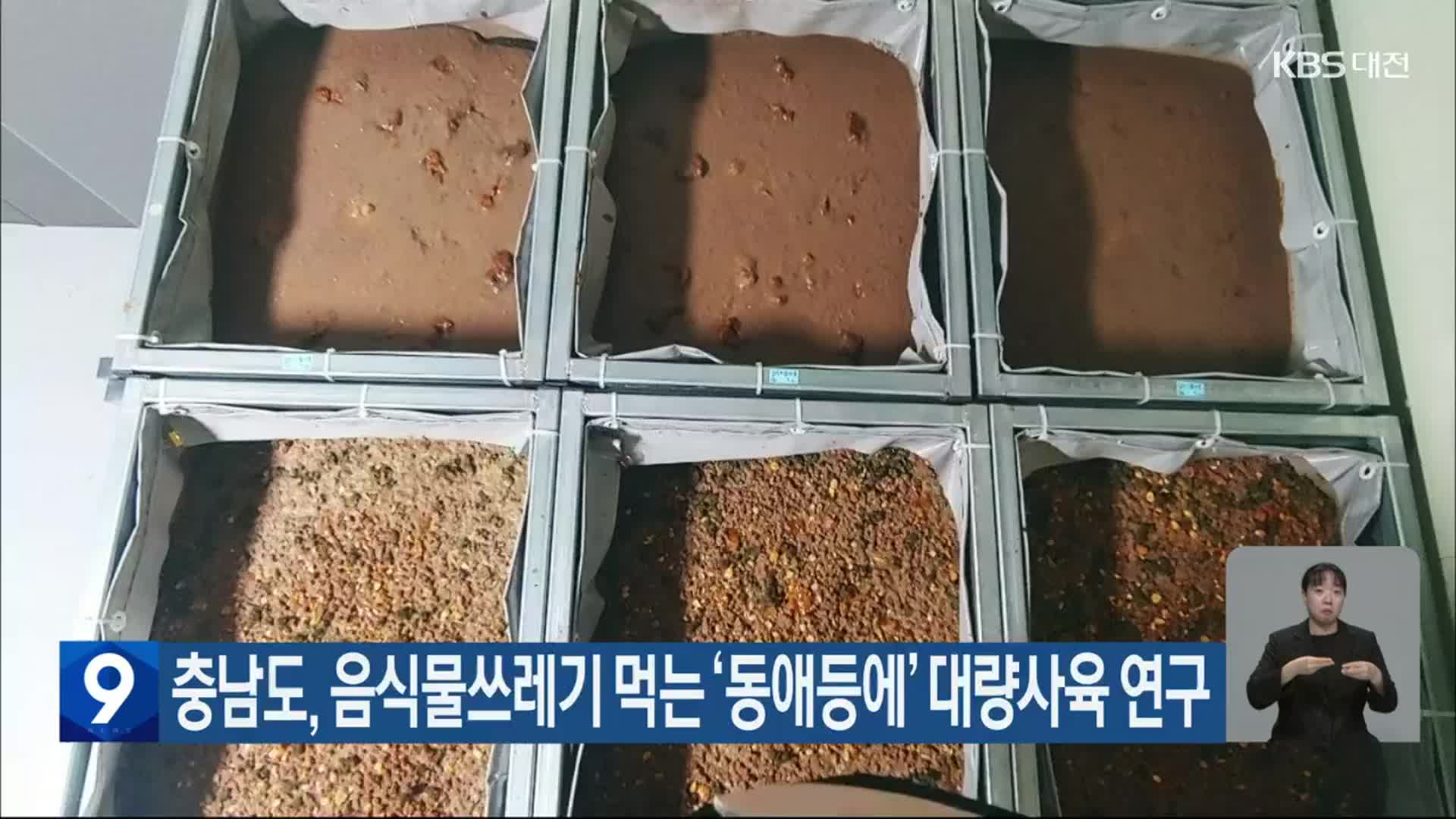 충남도, 음식물쓰레기 먹는 ‘동애등에’ 대량사육 연구