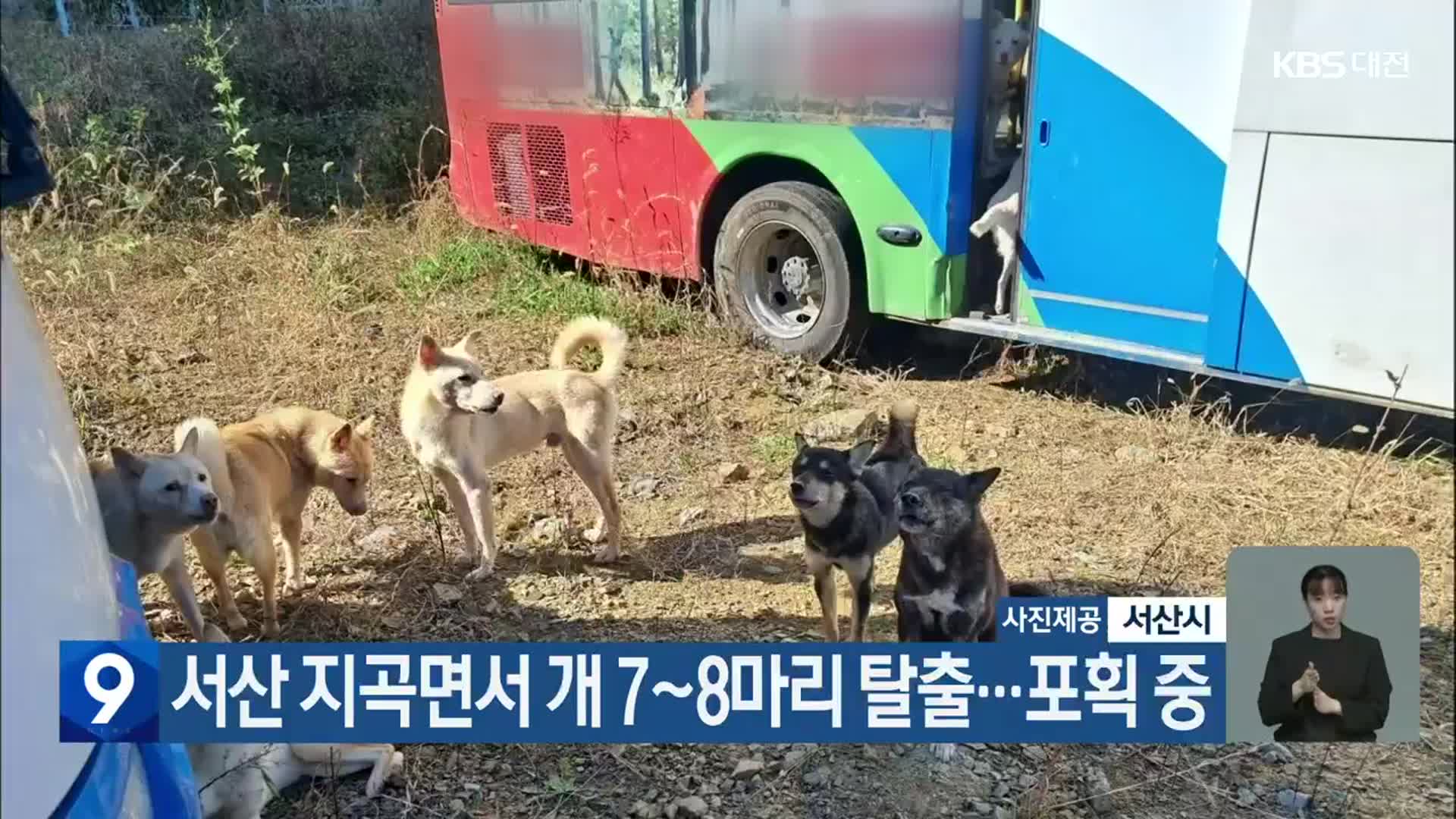 서산 지곡면서 개 7~8마리 탈출…포획 중