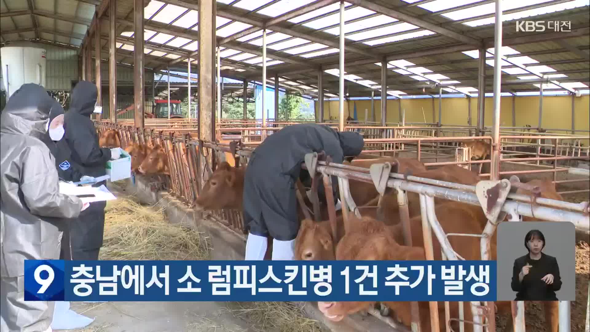 충남에서 소 럼피스킨병 1건 추가 발생