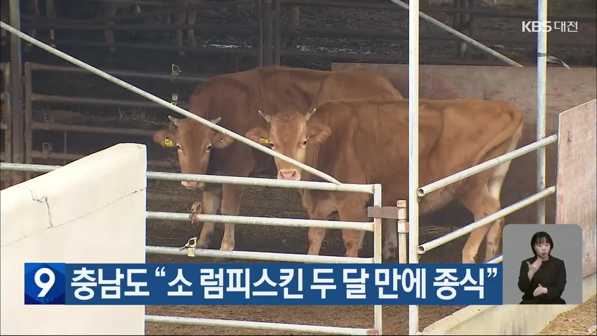 충남도 “소 럼피스킨 두 달 만에 종식”