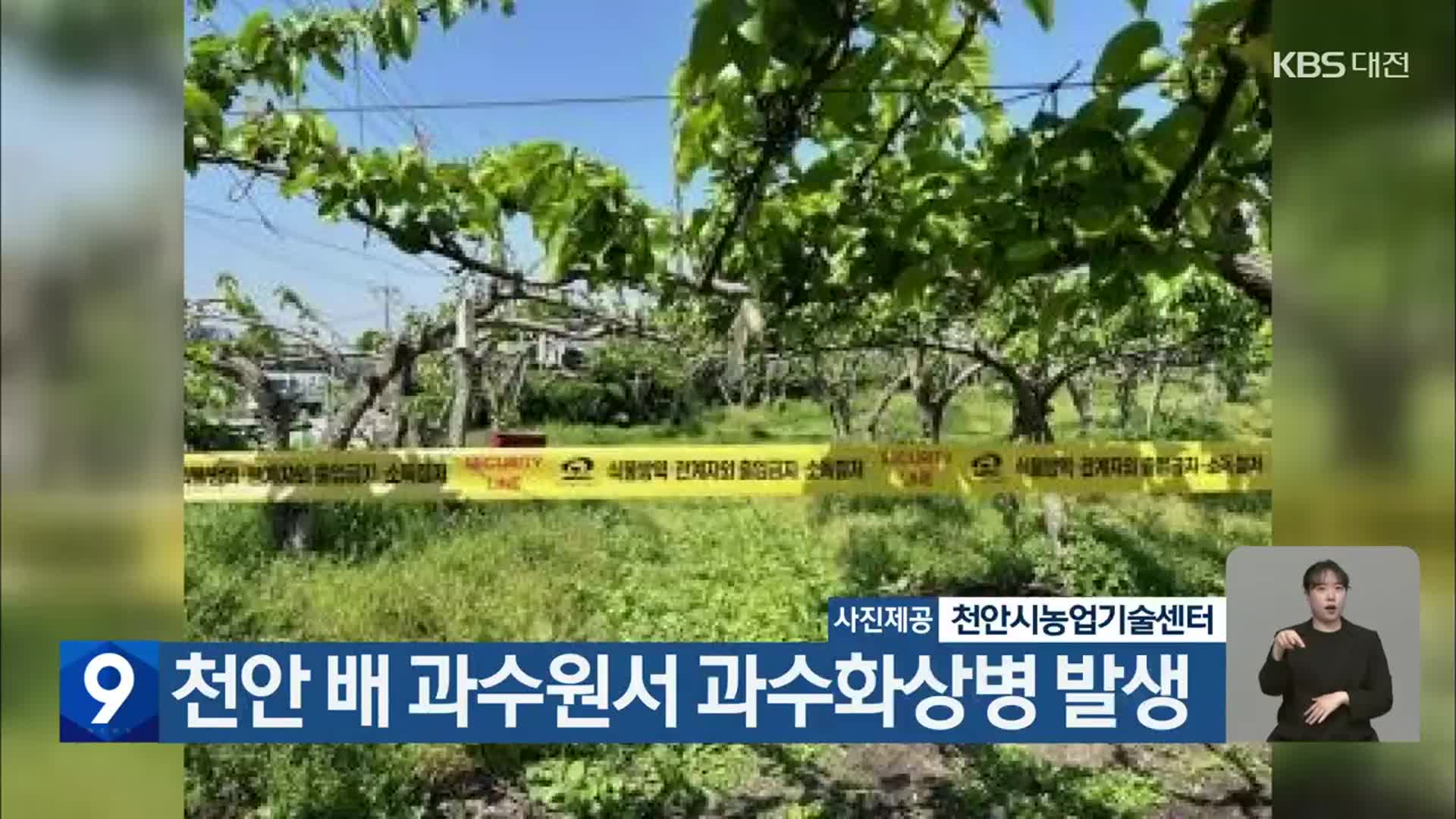 천안 배 과수원서 과수화상병 발생