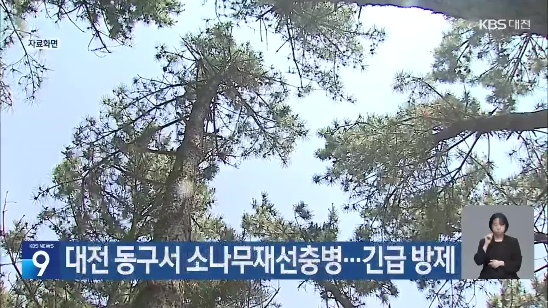대전 동구서 소나무재선충병…긴급 방제