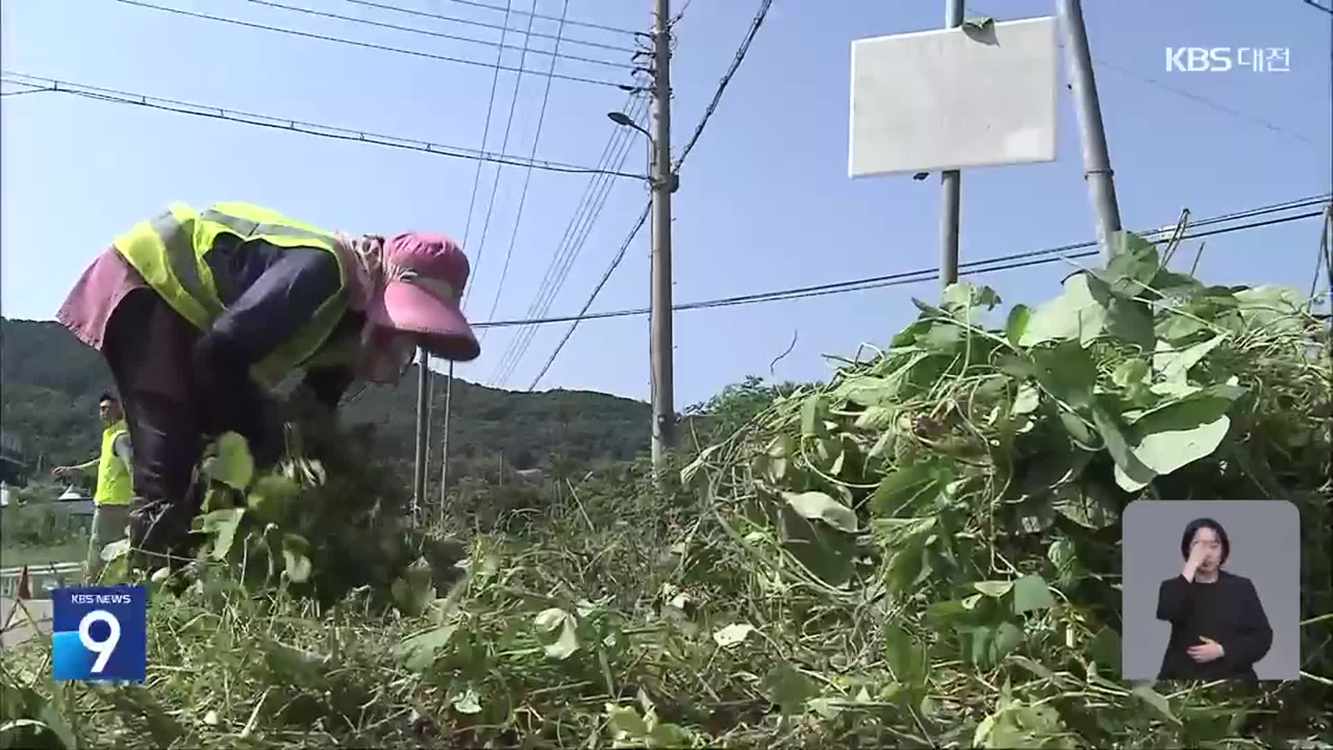 기후변화에 ‘덩굴류’ 창궐…농촌은 제거 전쟁 중