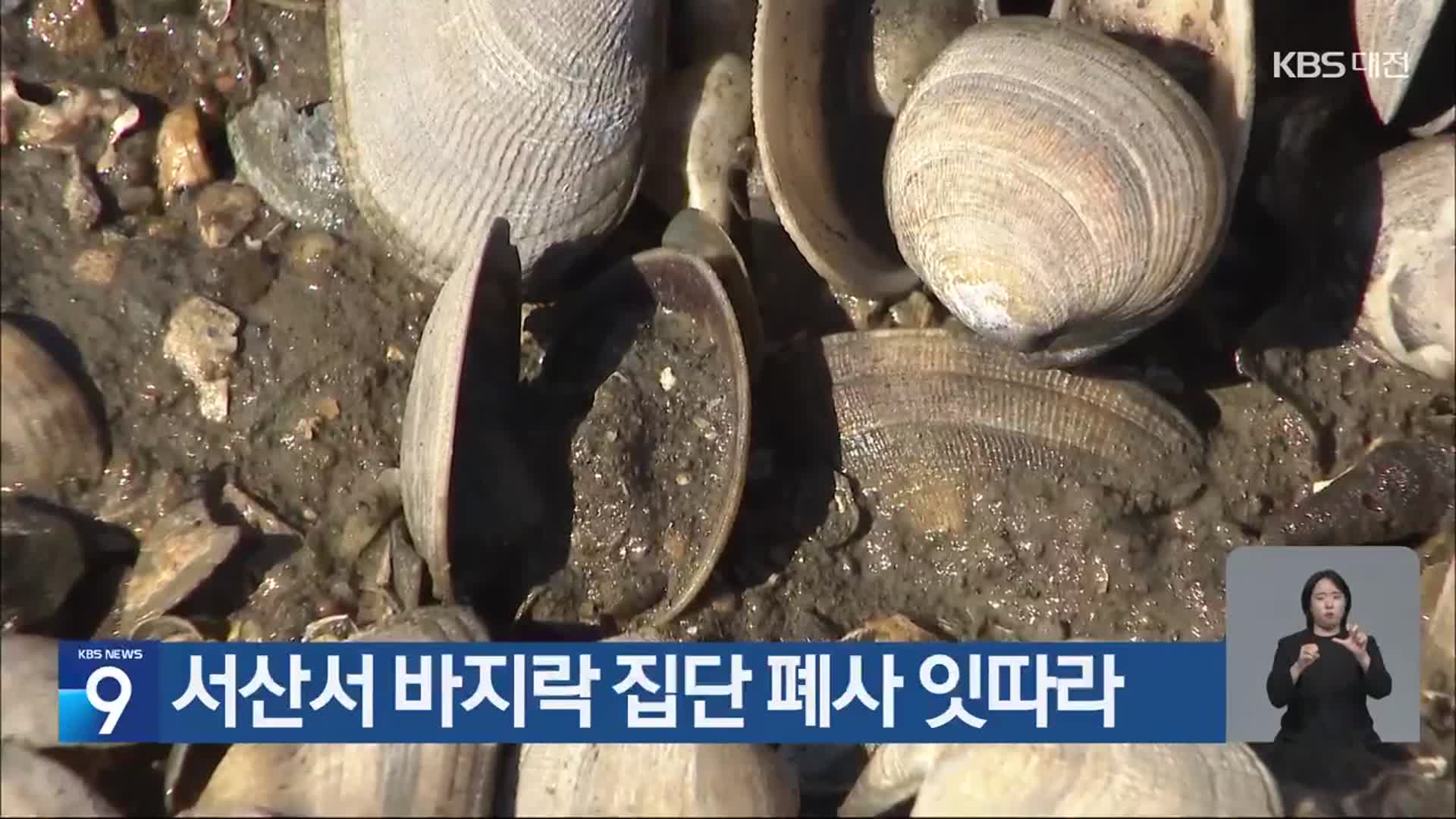 서산서 바지락 집단 폐사 잇따라