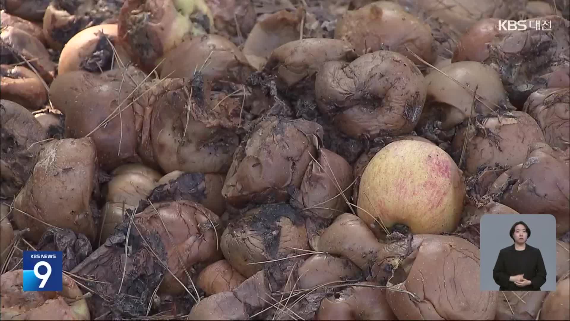 길었던 폭염에 가을축제까지 ‘비상’