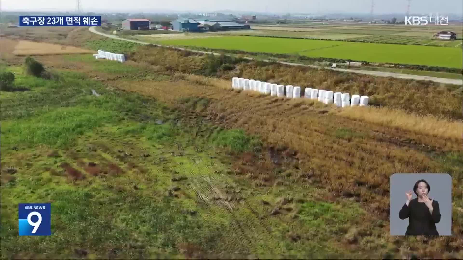 삽교천 갈대밭 싹둑!…축구장 23개 면적 불법 채취