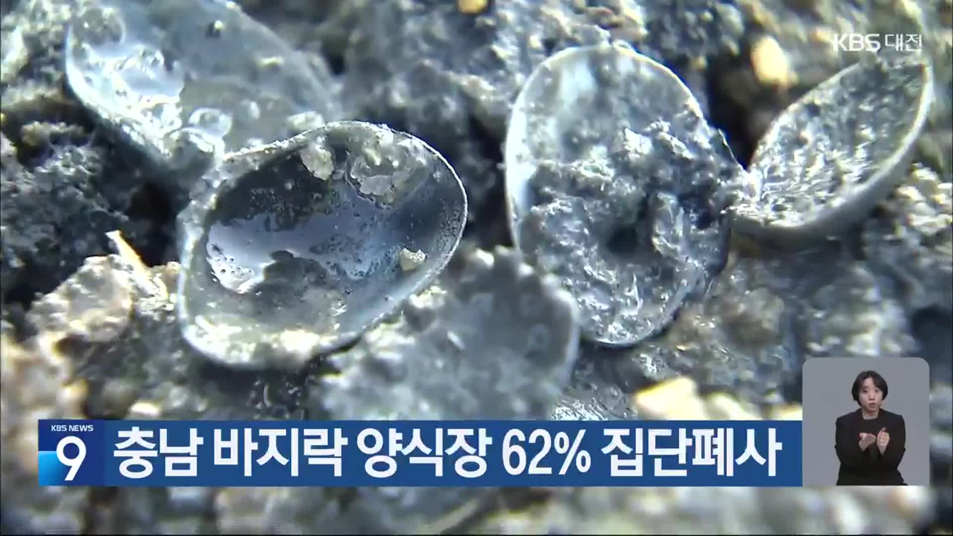 충남 바지락 양식장 62% 집단폐사