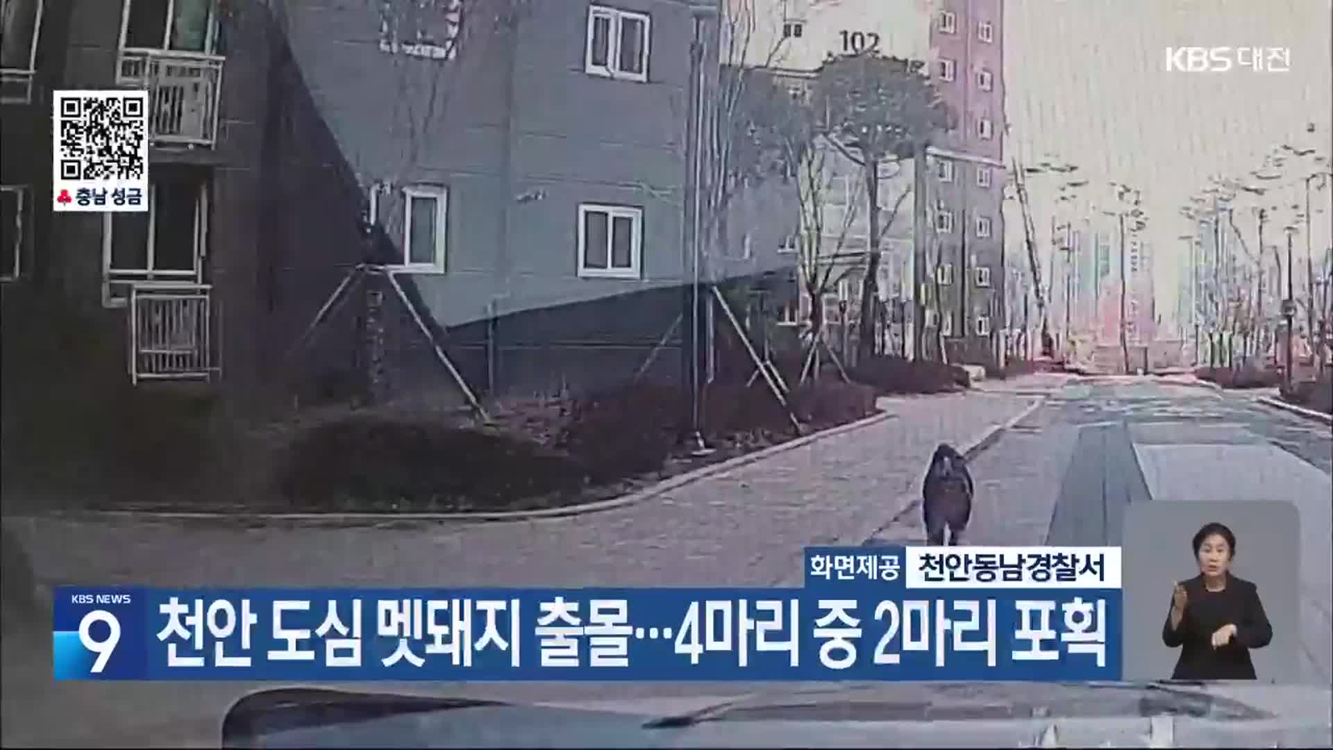 천안 도심 멧돼지 출몰…4마리 중 2마리 포획