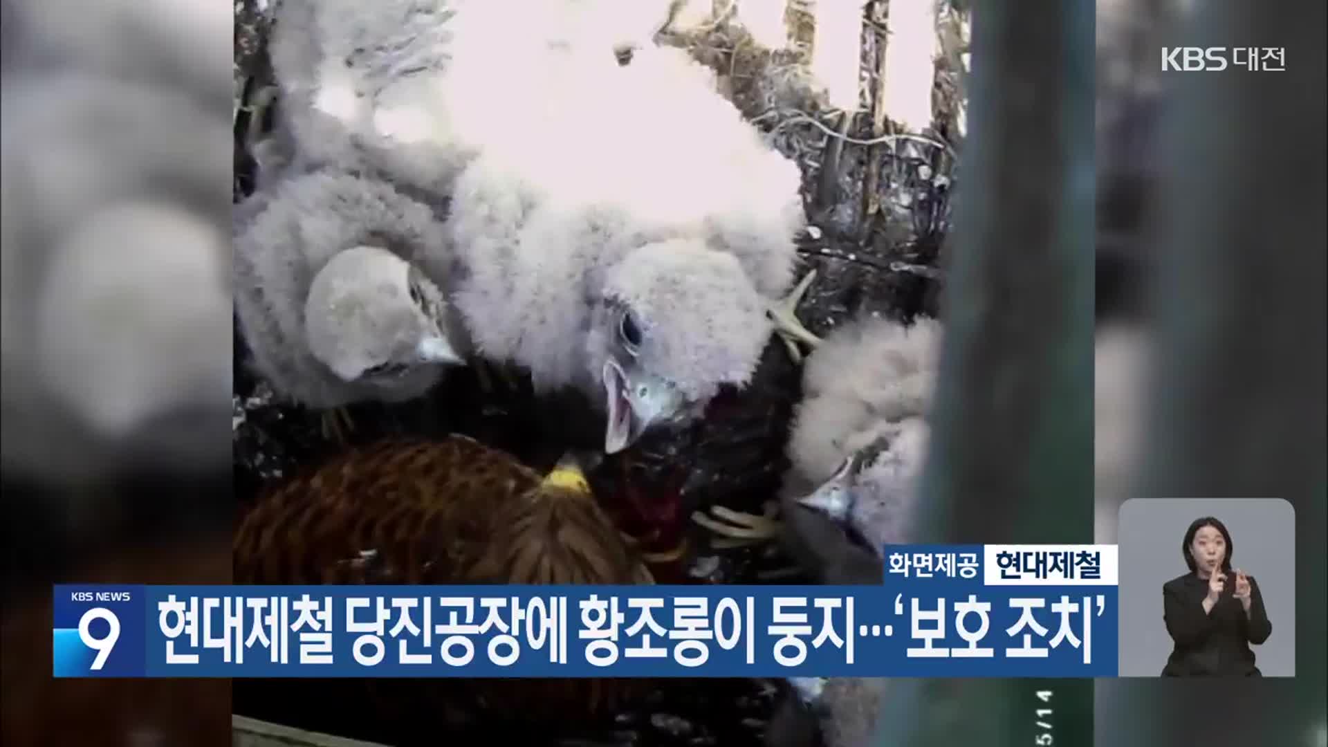 현대제철 당진공장에 황조롱이 둥지…‘보호 조치’