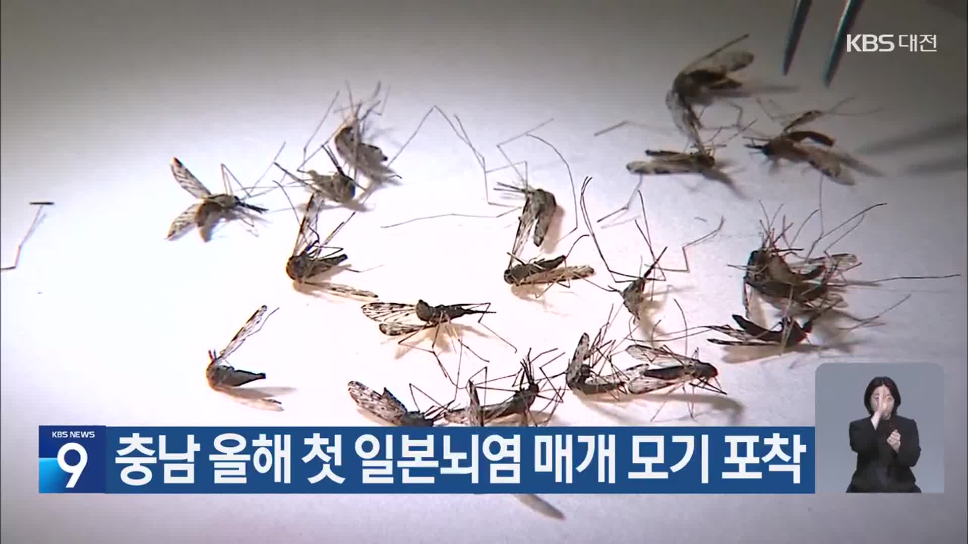 충남 올해 첫 일본뇌염 매개 모기 포착