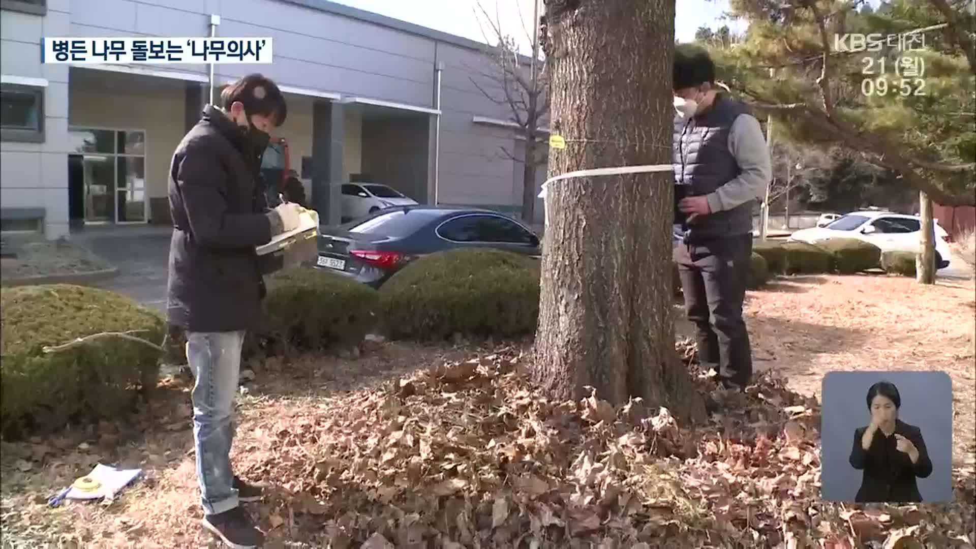 병든 수목 치료하는 ‘나무의사’