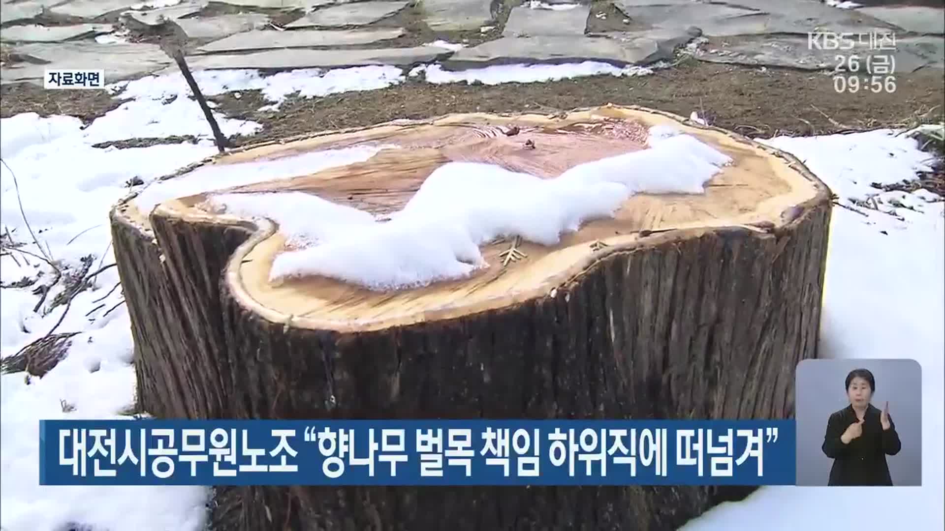 대전시공무원노조 “향나무 벌목 책임 하위직에 떠넘겨”