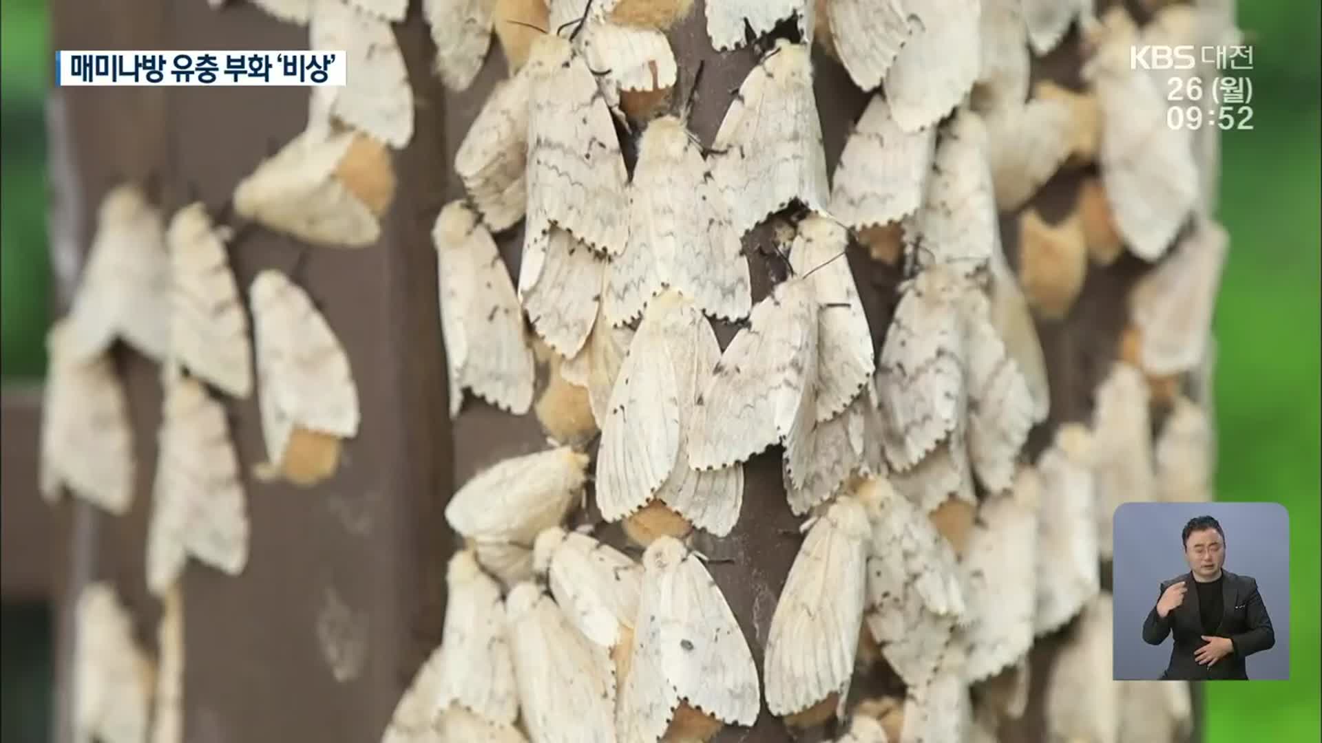 1주일 빠른 매미나방 유충 부화…방제 비상