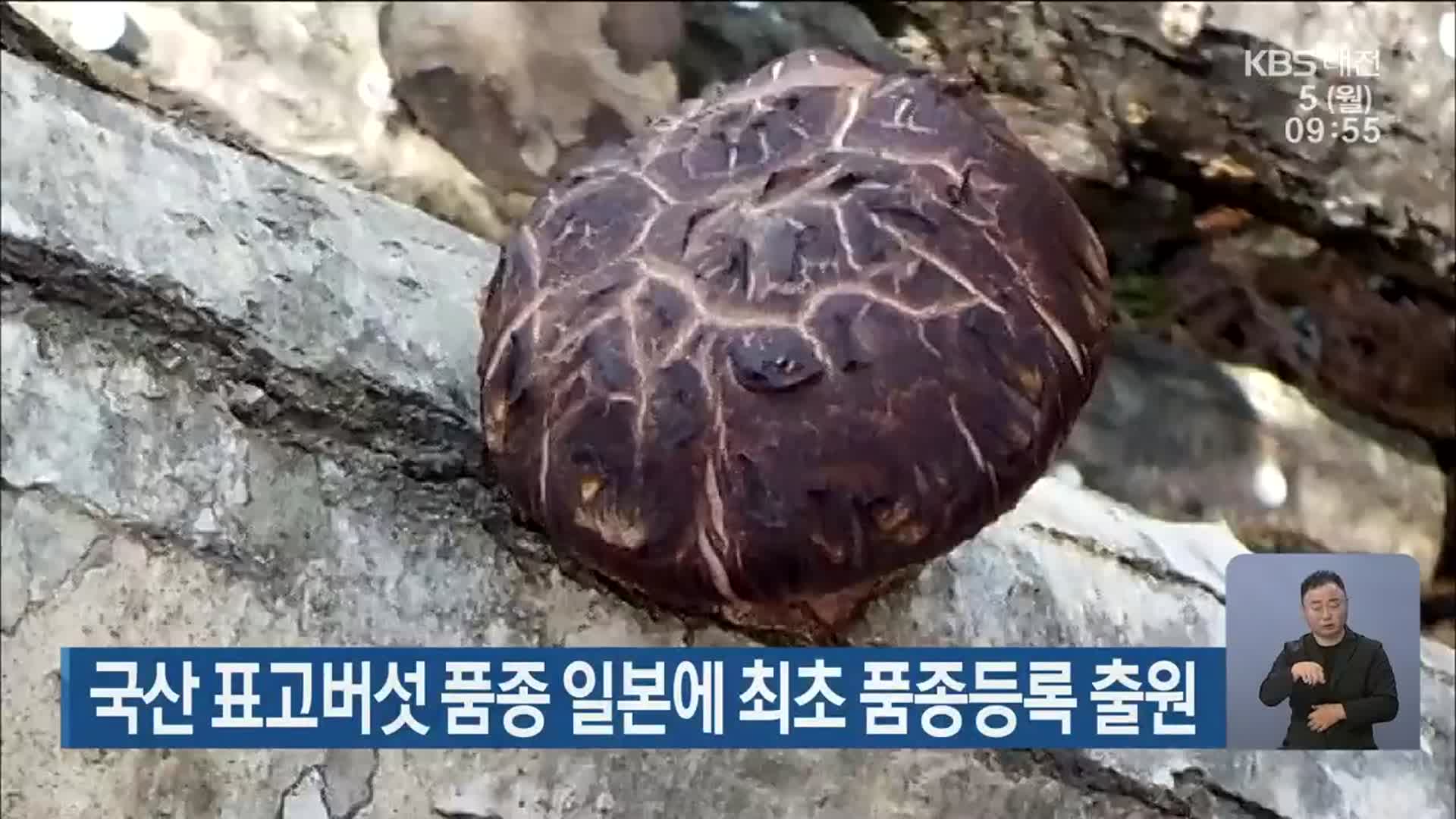국산 표고버섯 품종 일본에 최초 품종등록 출원
