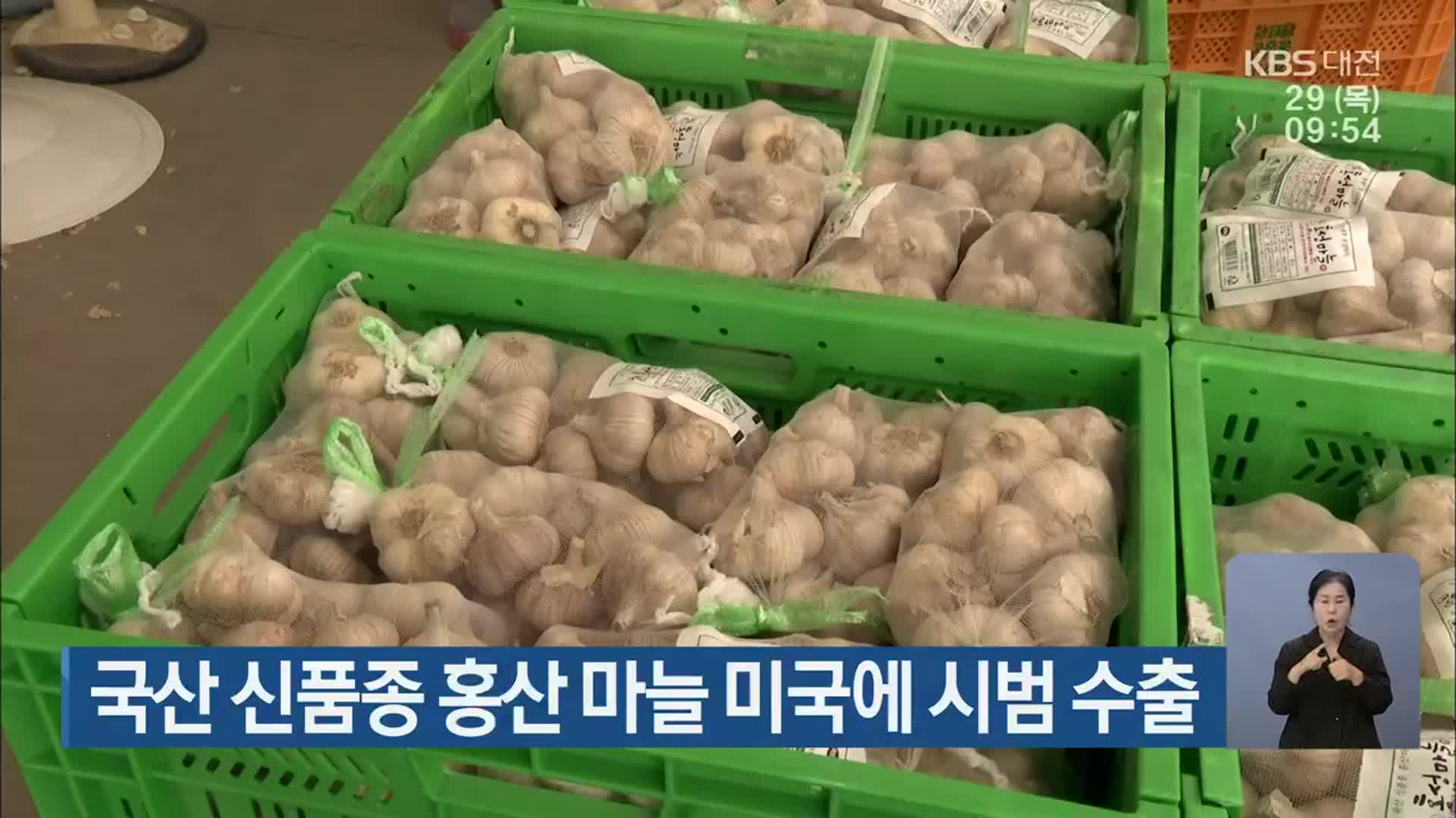국산 신품종 홍산 마늘 미국에 시범 수출
