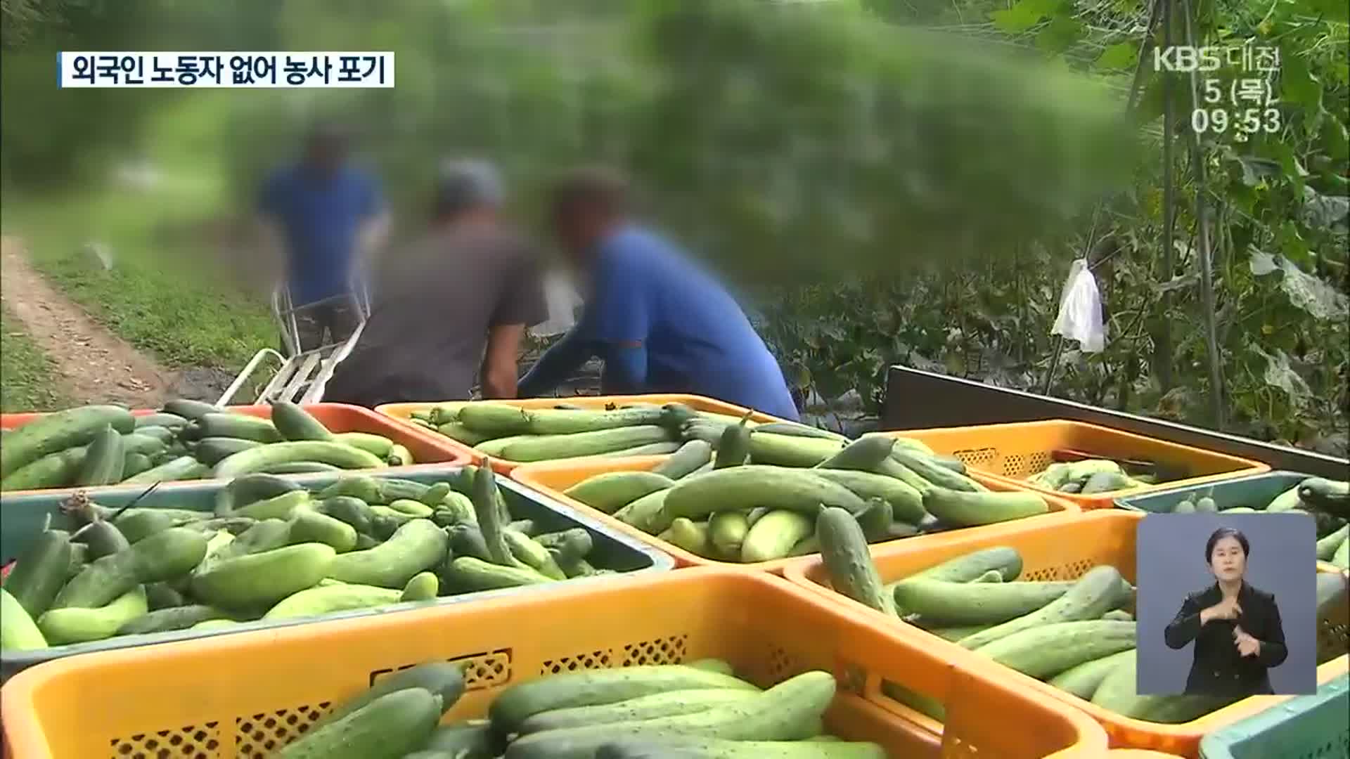 올해 외국인 근로자 7.9%만 입국…농사 포기 속출