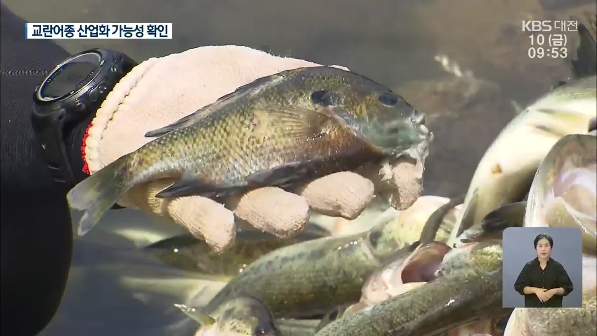 생태계 교란어종 ‘배스·블루길’로 고품질 어묵 생산