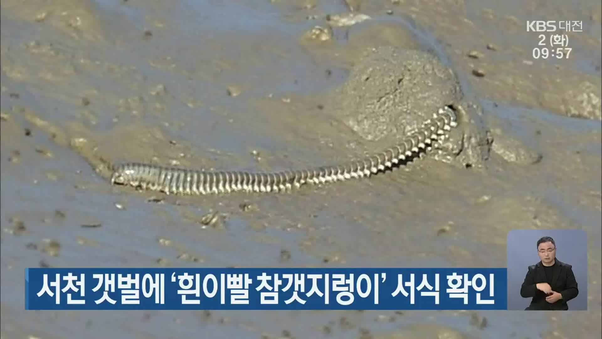 서천 갯벌에 ‘흰이빨 참갯지렁이’ 서식 확인