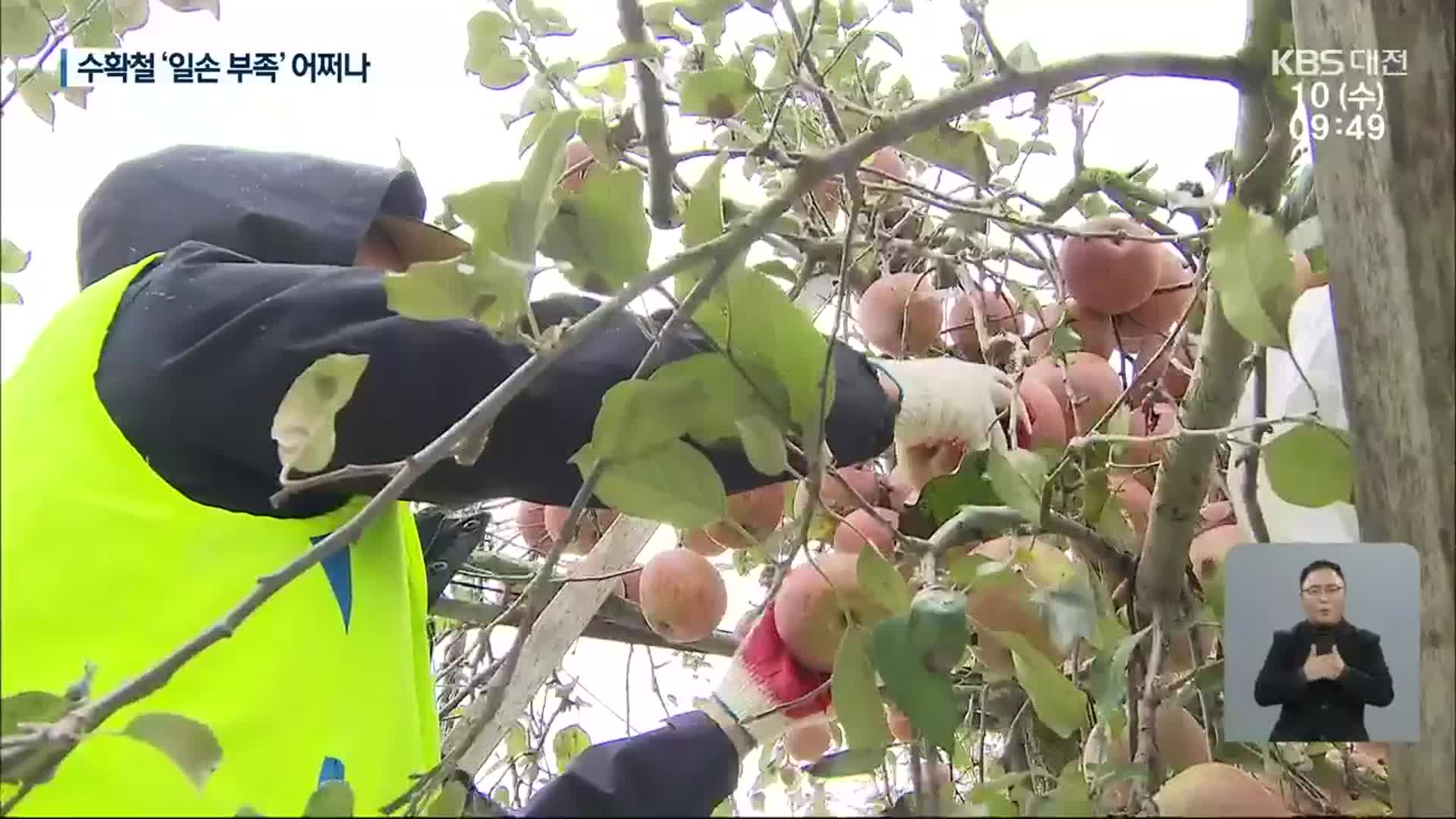 추운 겨울 코앞인데…농촌에선 일손 부족 어쩌나