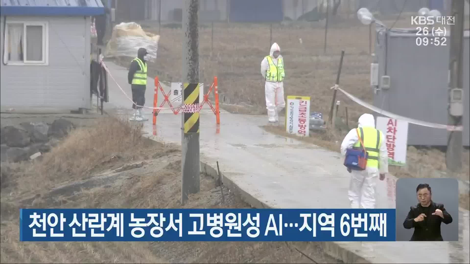 천안 산란계 농장서 고병원성 AI…지역 6번째