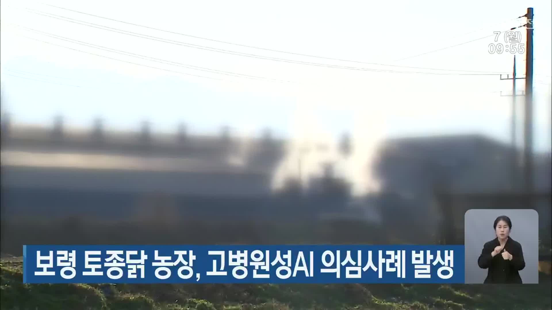 보령 토종닭 농장, 고병원성AI 의심사례 발생