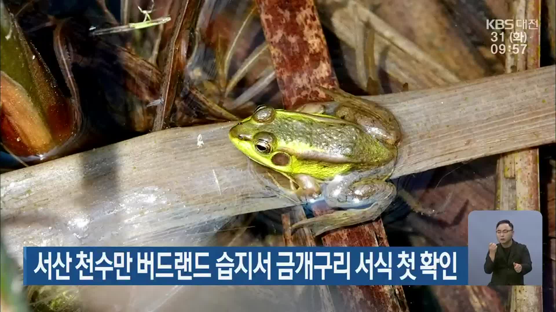 서산 천수만 버드랜드 습지서 금개구리 서식 첫 확인