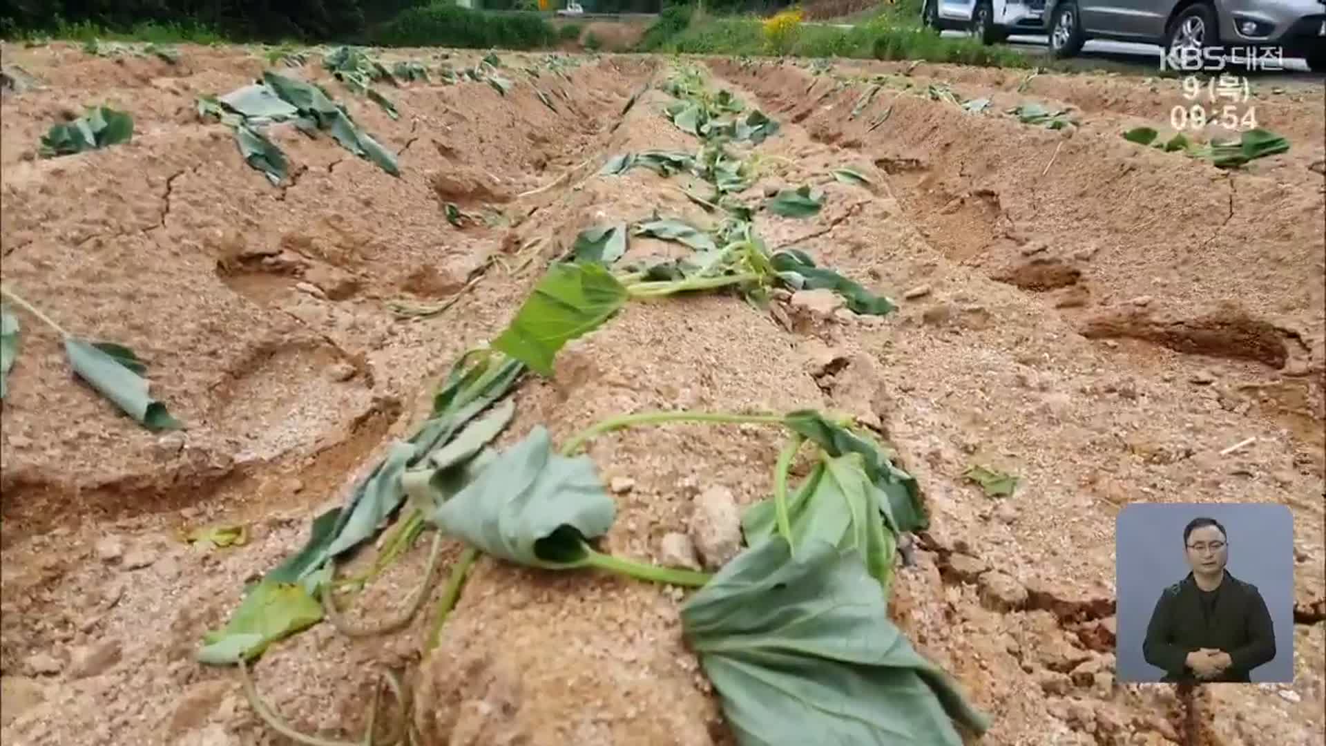 최악의 ‘봄 가뭄’ 어쩌나…뿌리작물 작황 비상