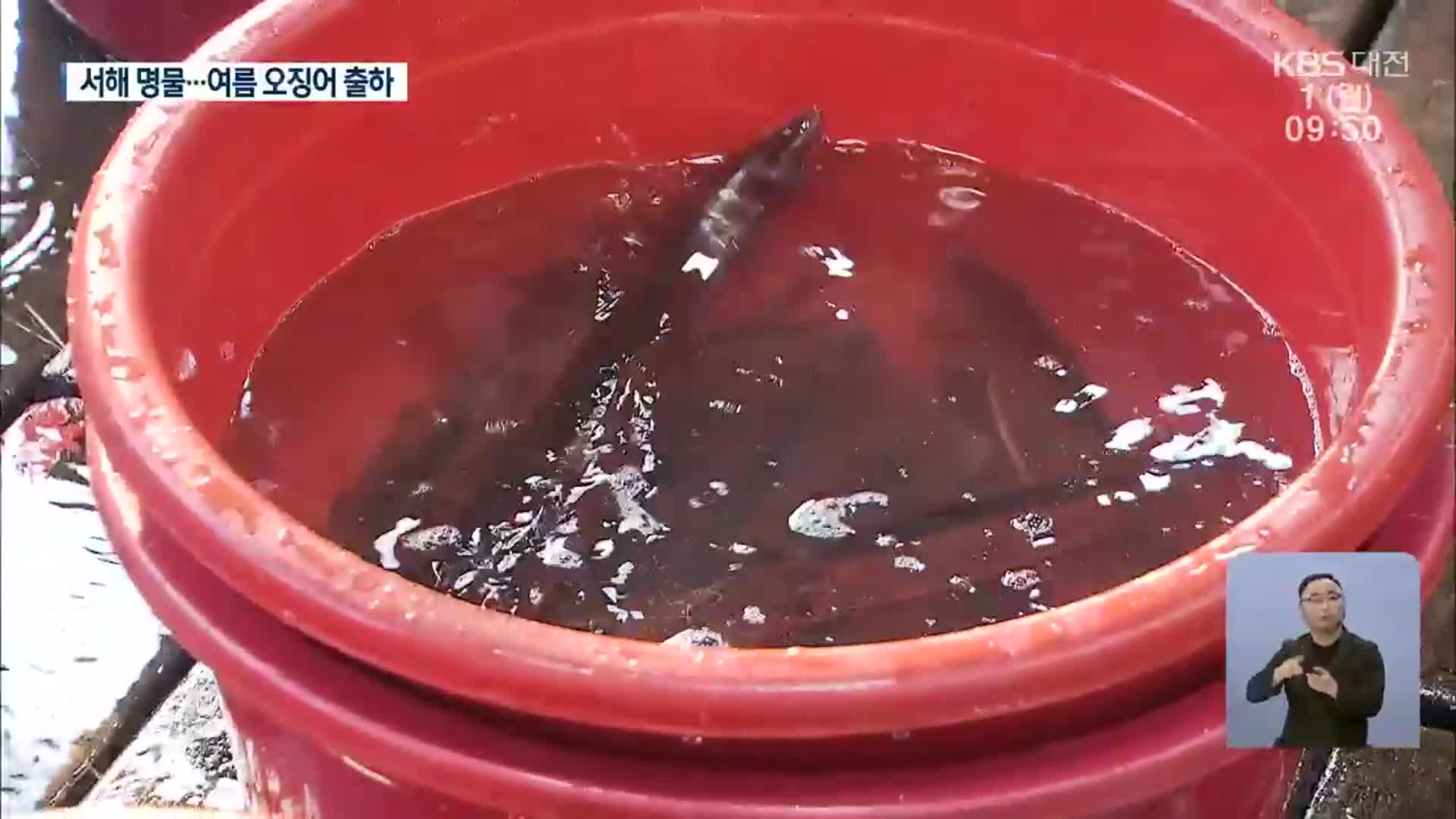 이제는 서해 명물…여름 오징어 본격 출하