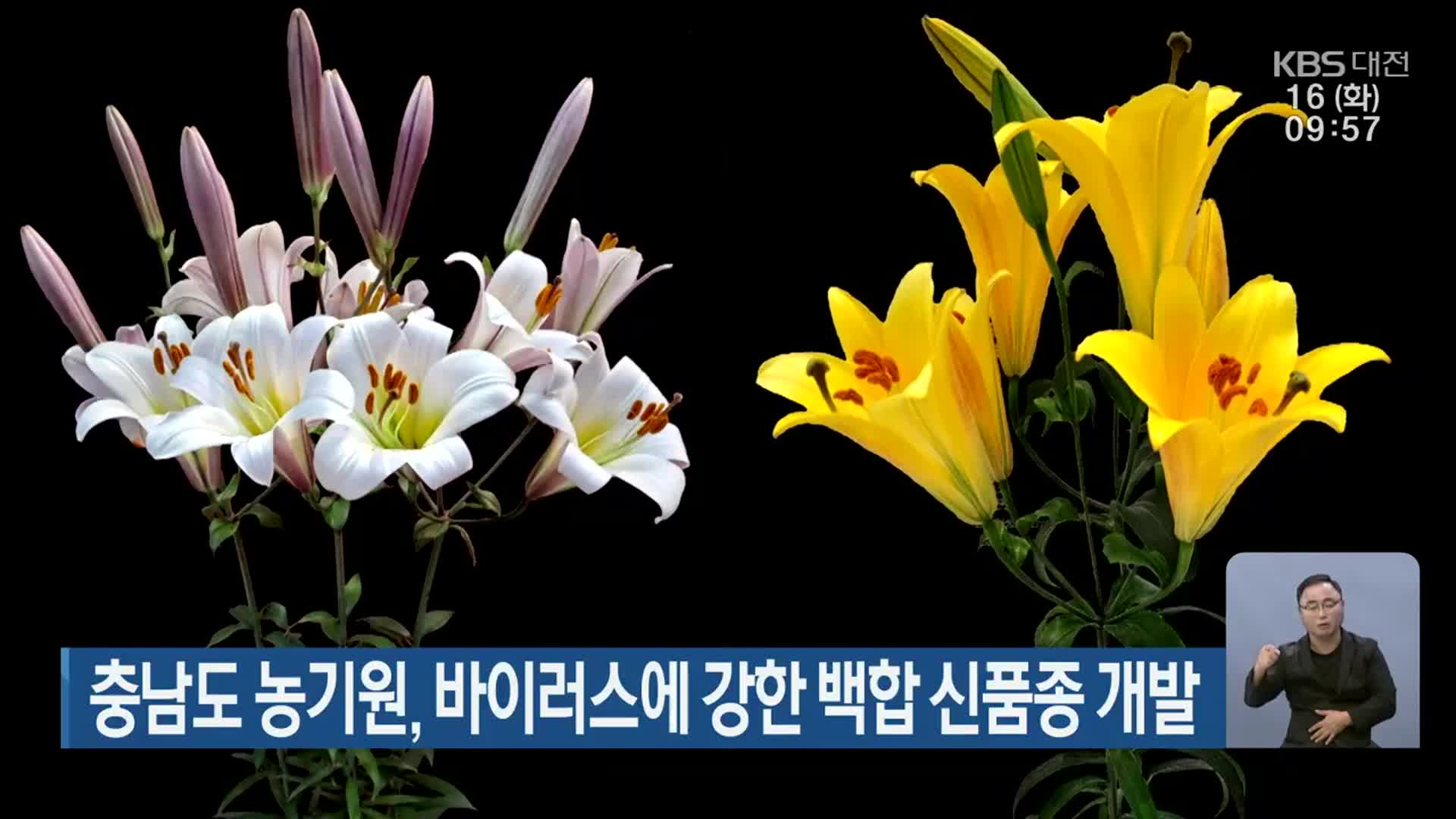 충남도 농기원, 바이러스에 강한 백합 신품종 개발