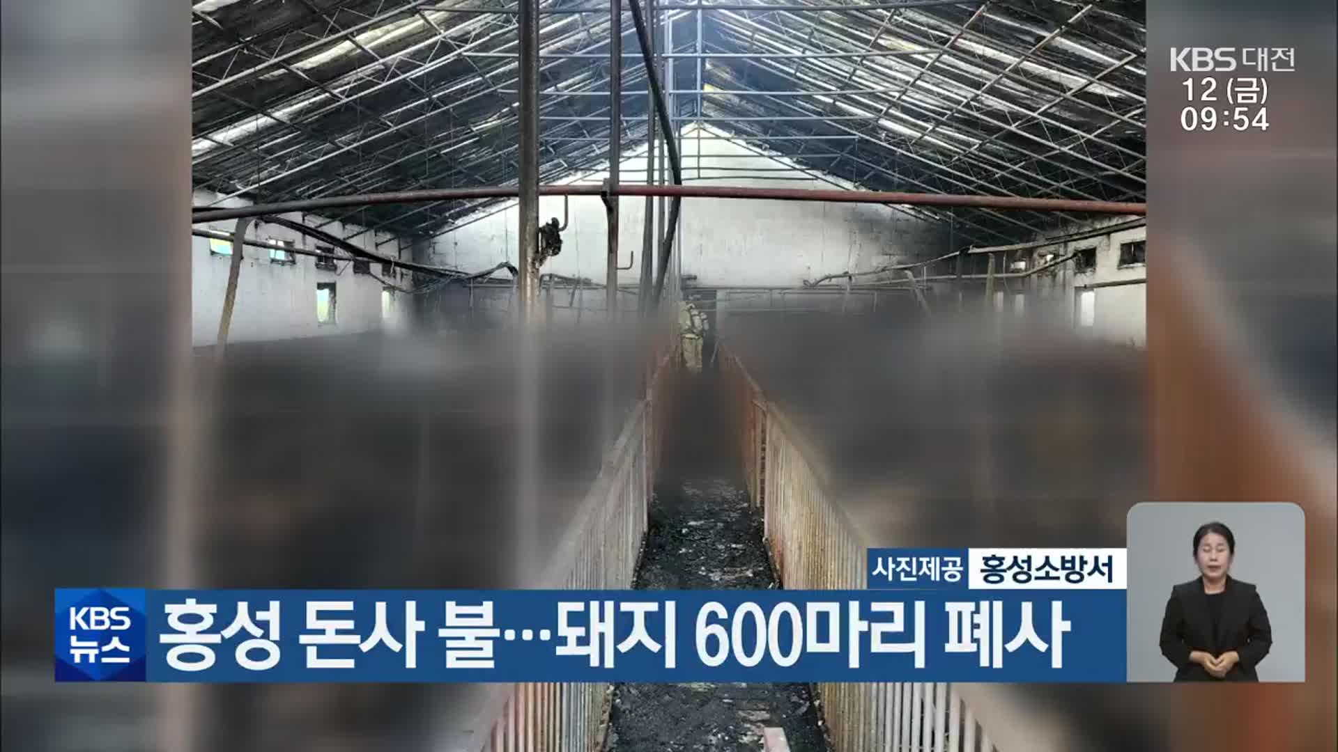 홍성 돈사 불…돼지 600마리 폐사