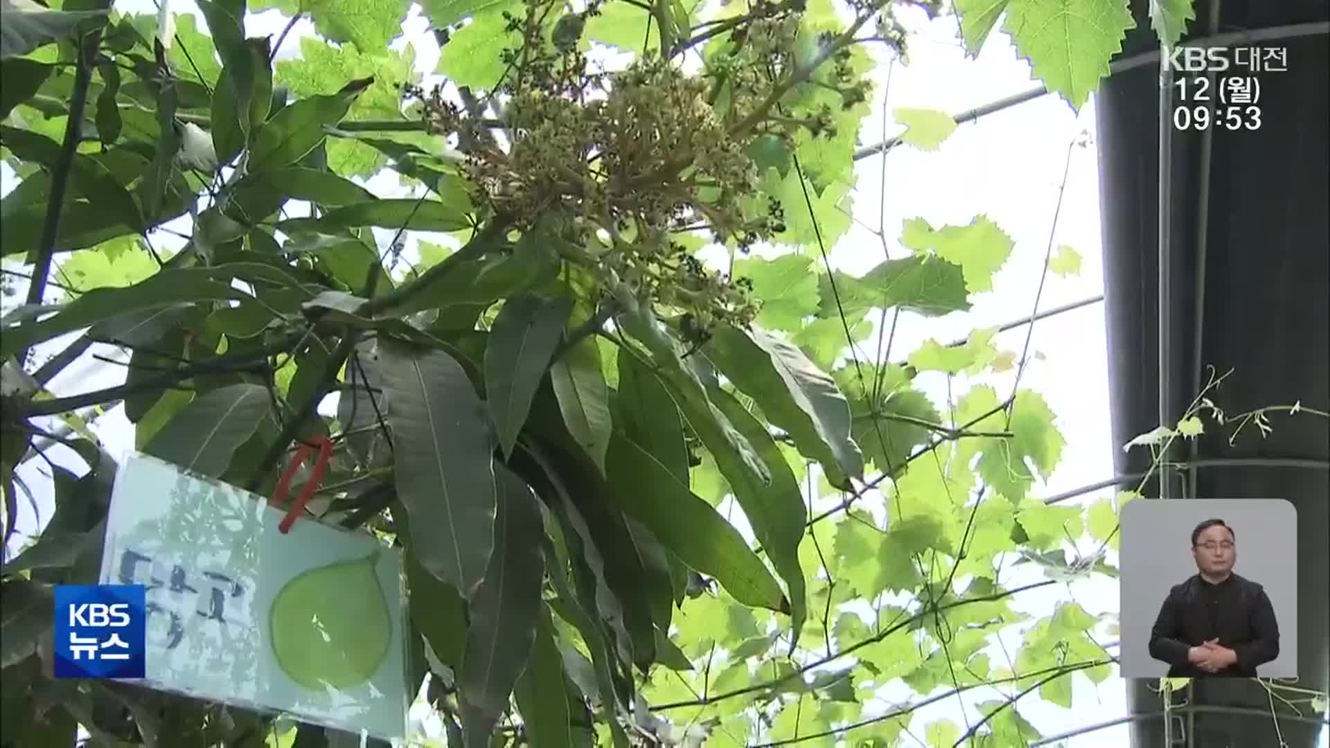 조치원 복숭아 대신 ‘아열대 과일’ 도전