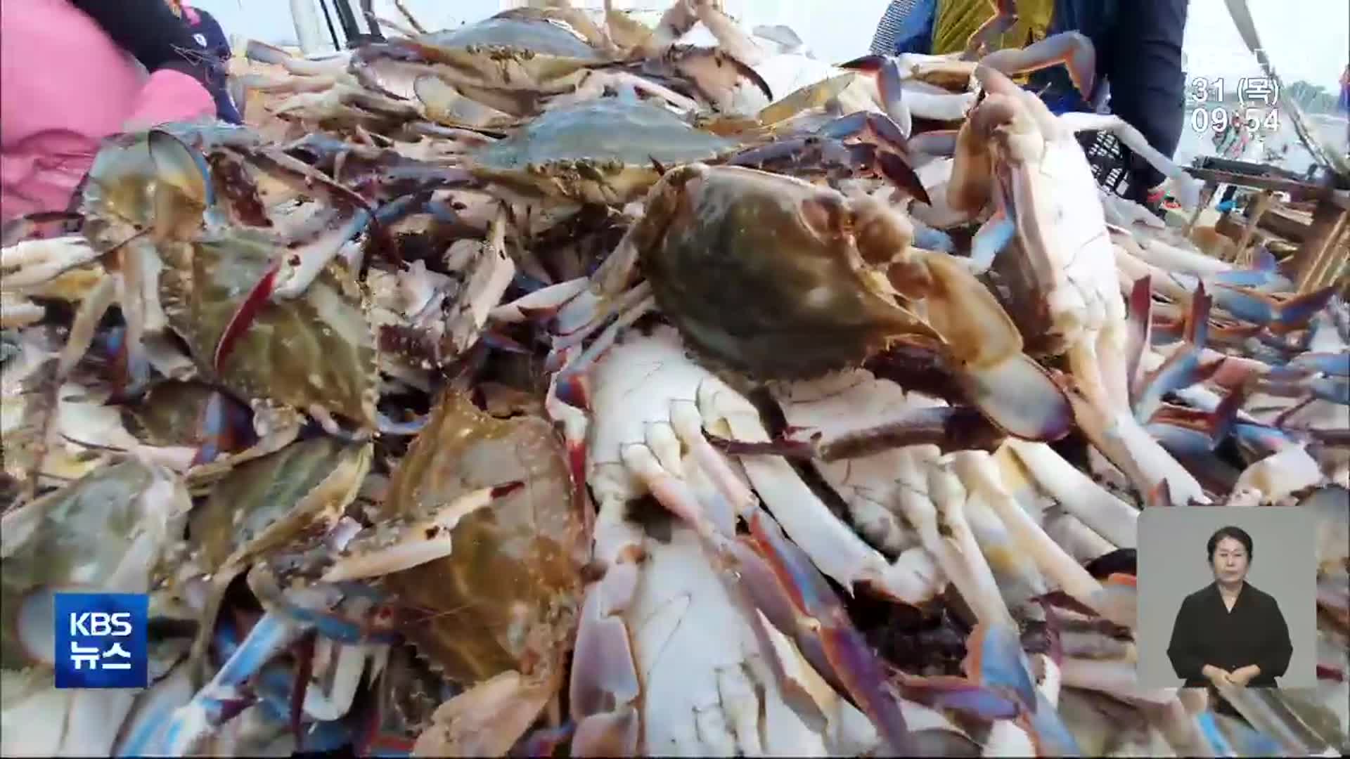 꽃게 어획량 늘었지만…“절반 넘게 물렁게”