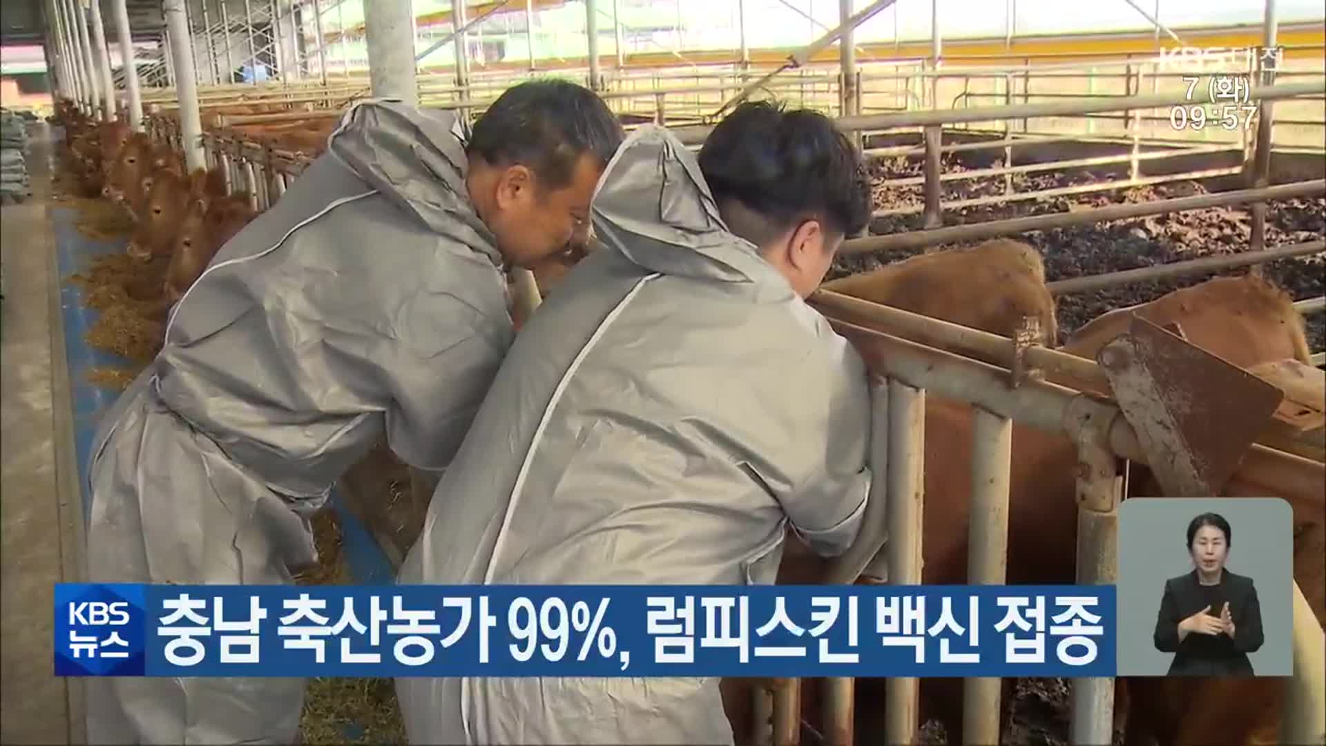 충남 축산농가 99%, 럼피스킨 백신 접종